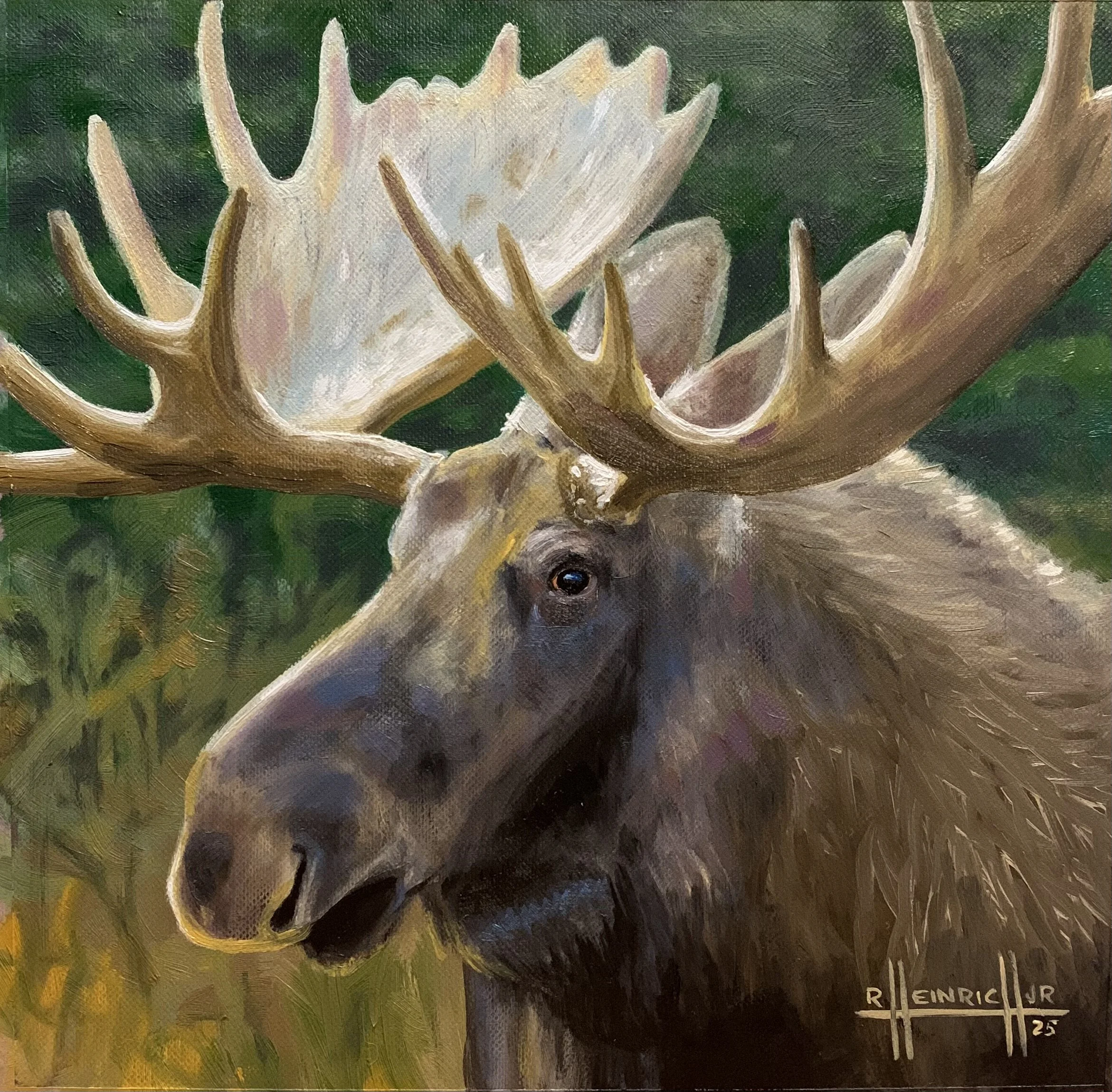 Bull Moose