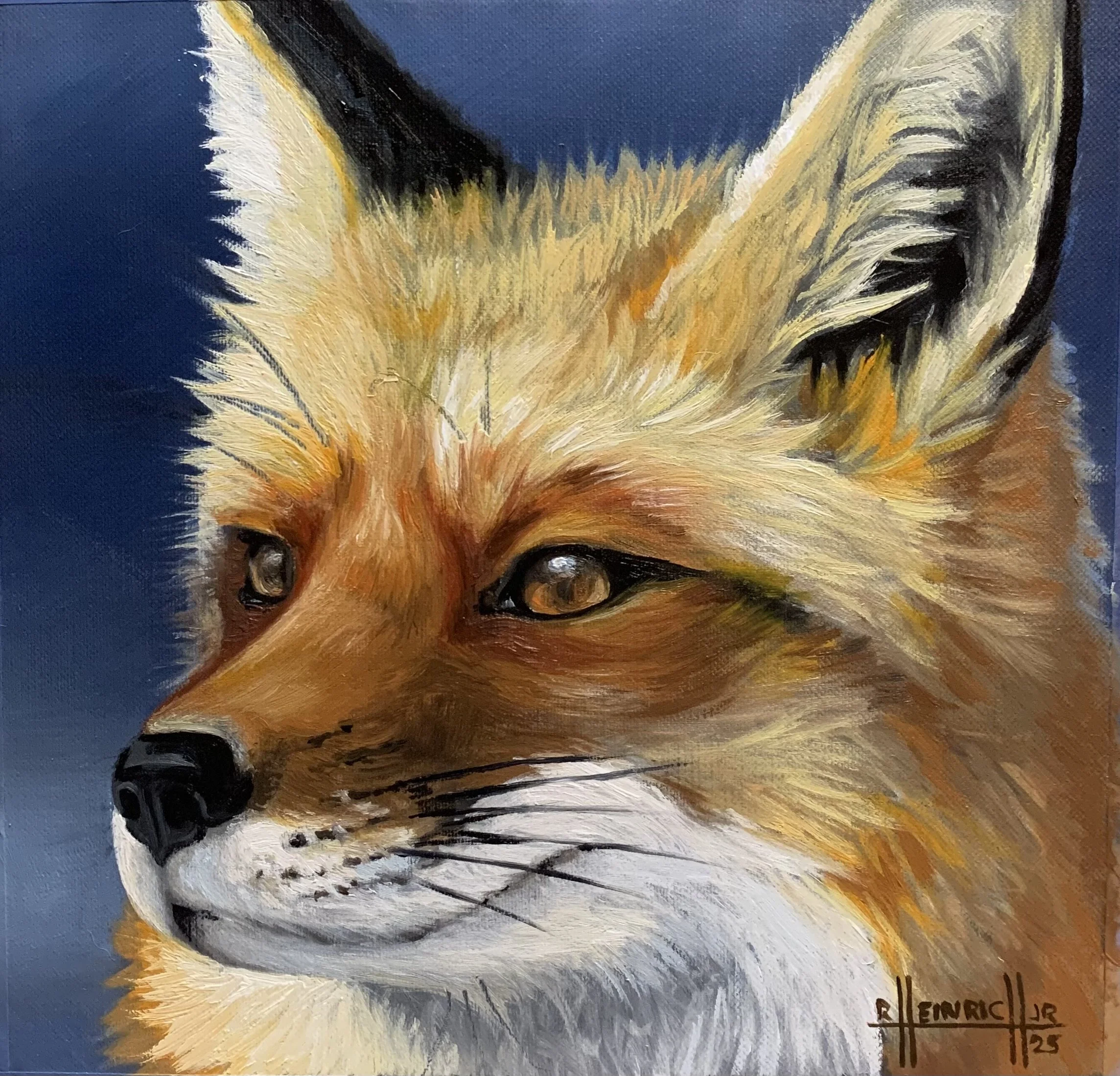 Red Fox