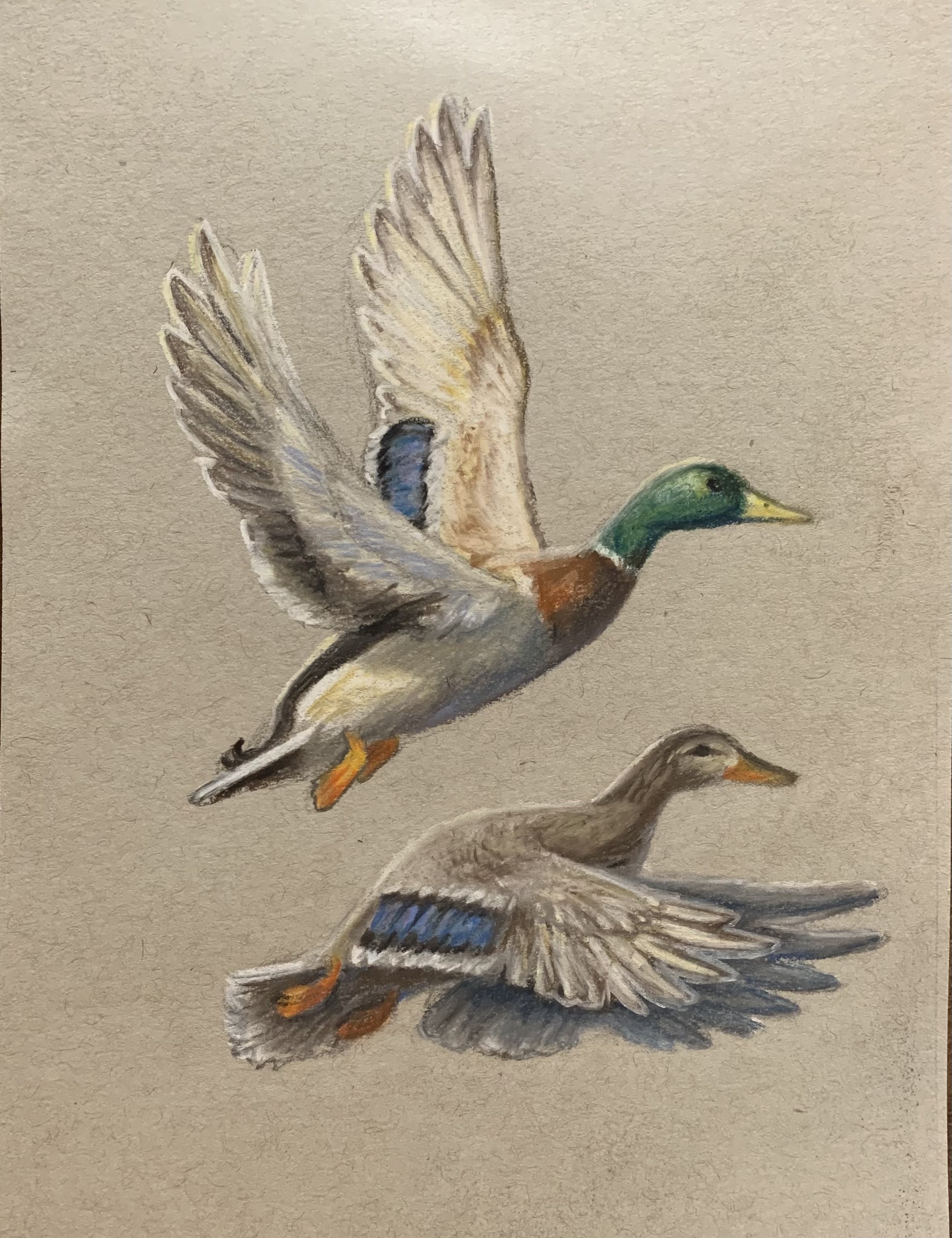 3 Mallards.jpg
