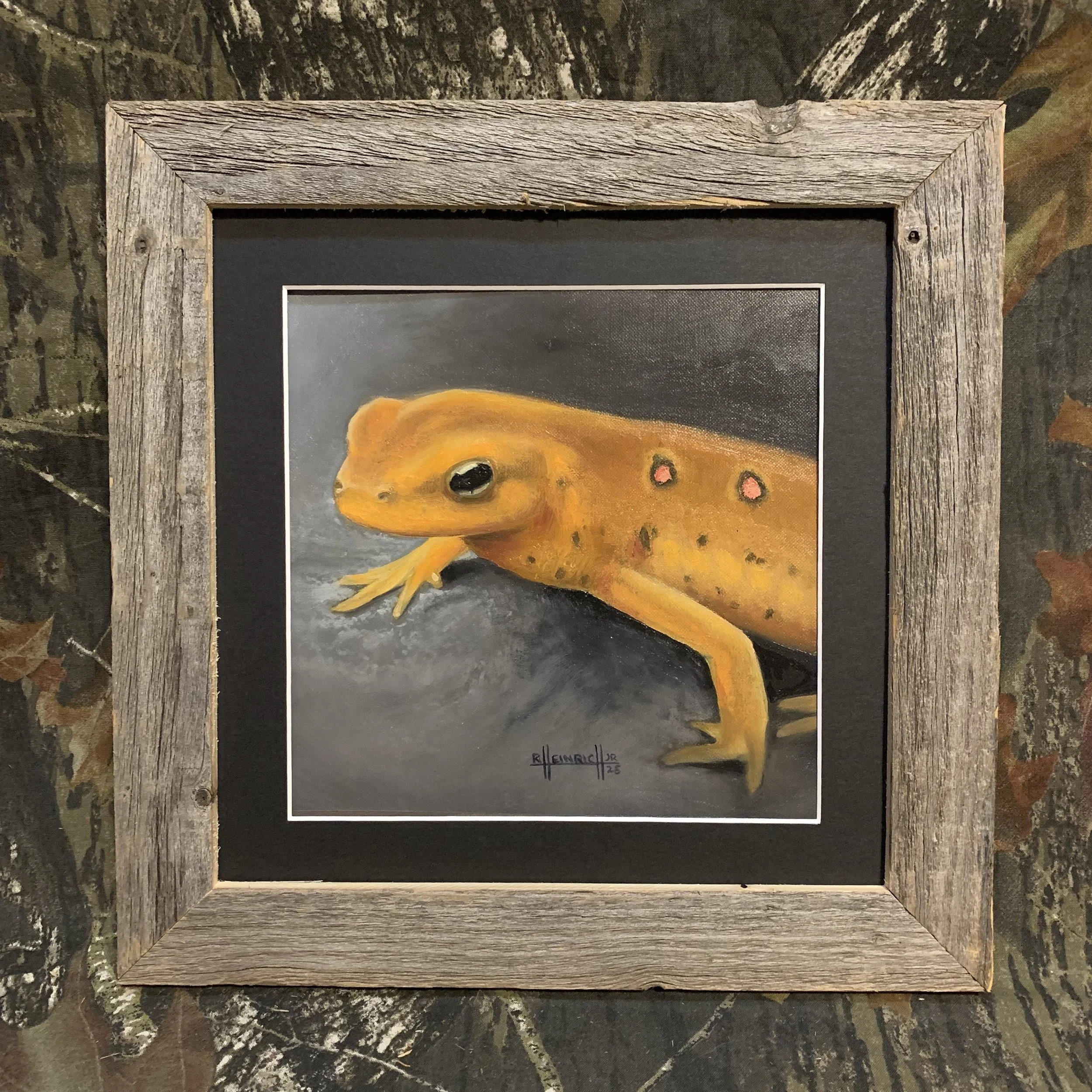 Eastern Newt.JPG