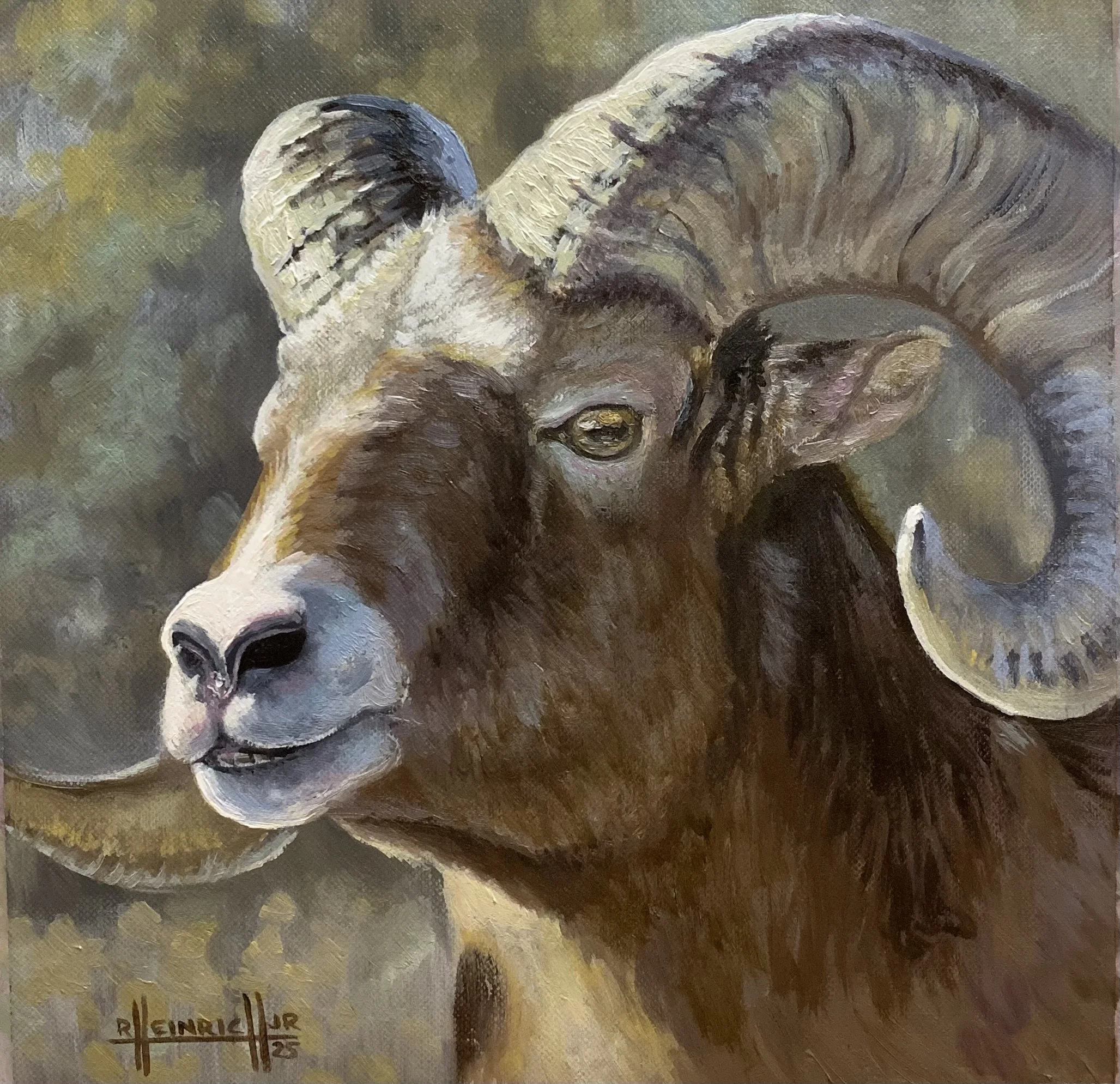 Bighorn Ram
