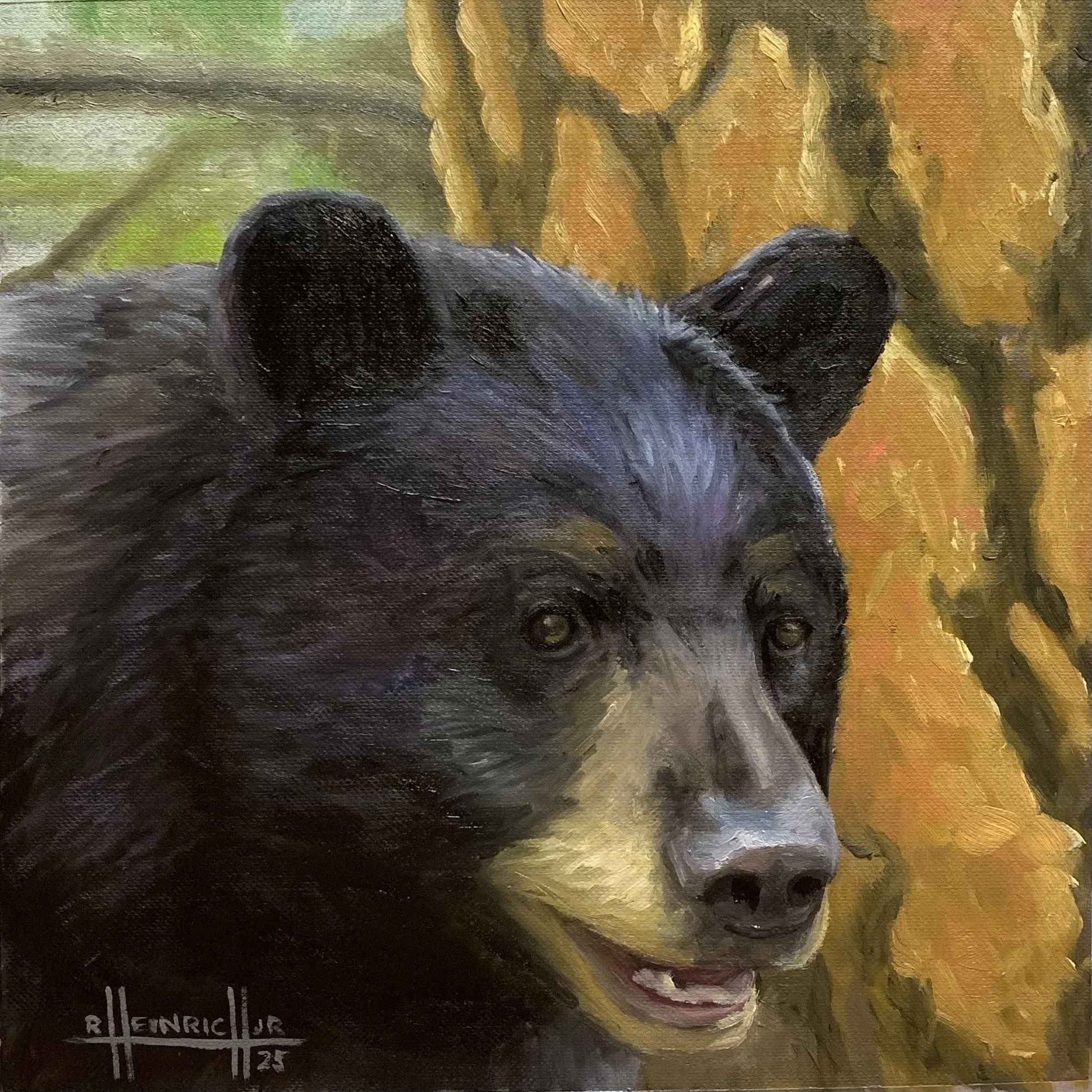 Black Bear