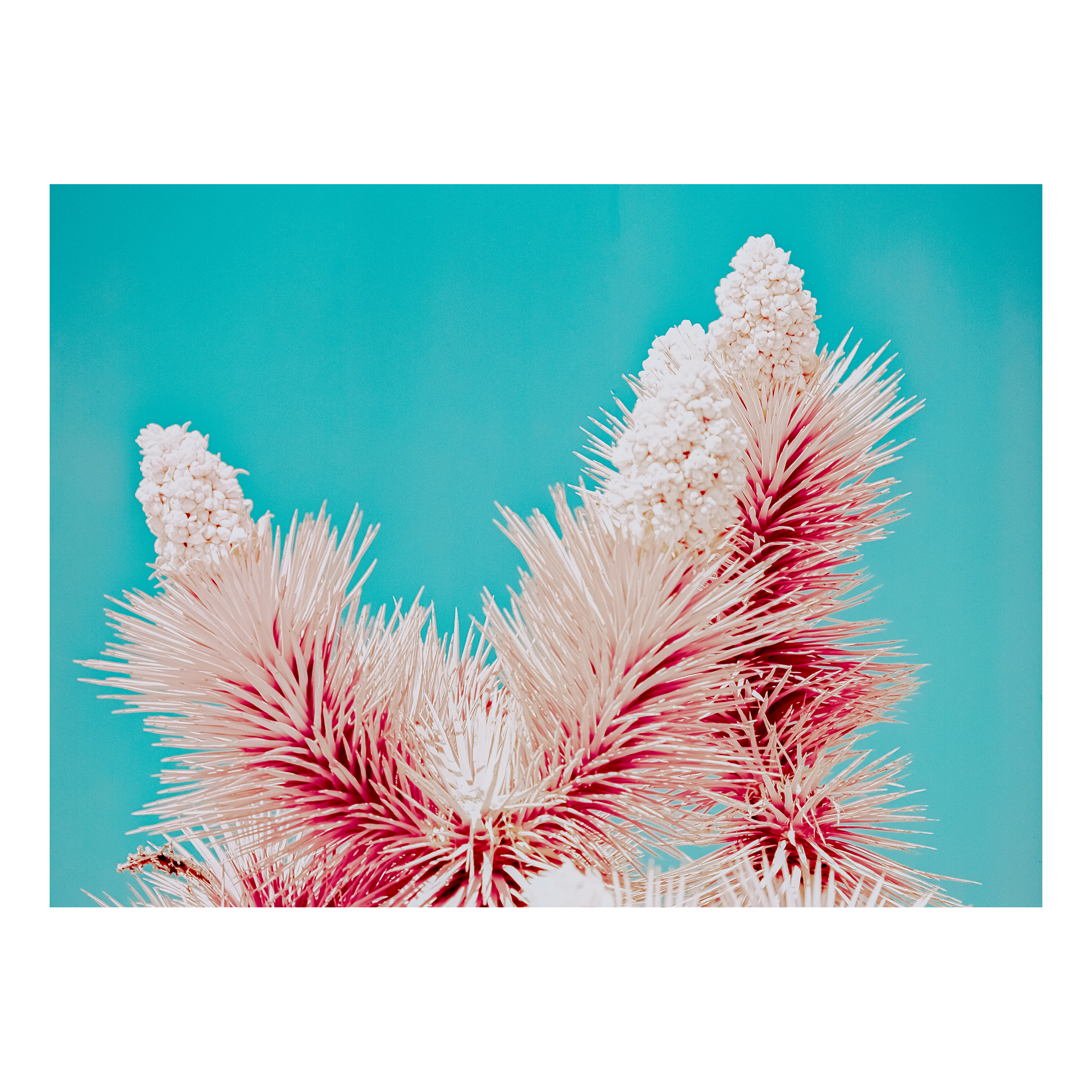 Aerochome Bloom