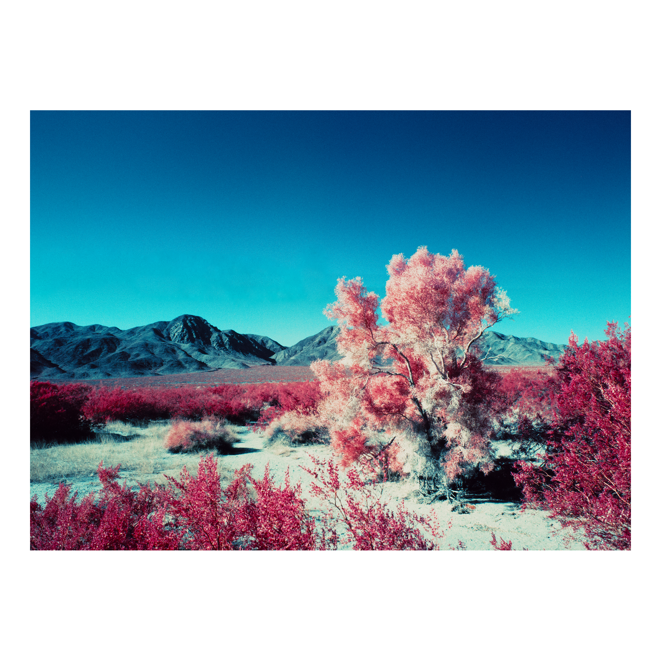 Smoke Tree