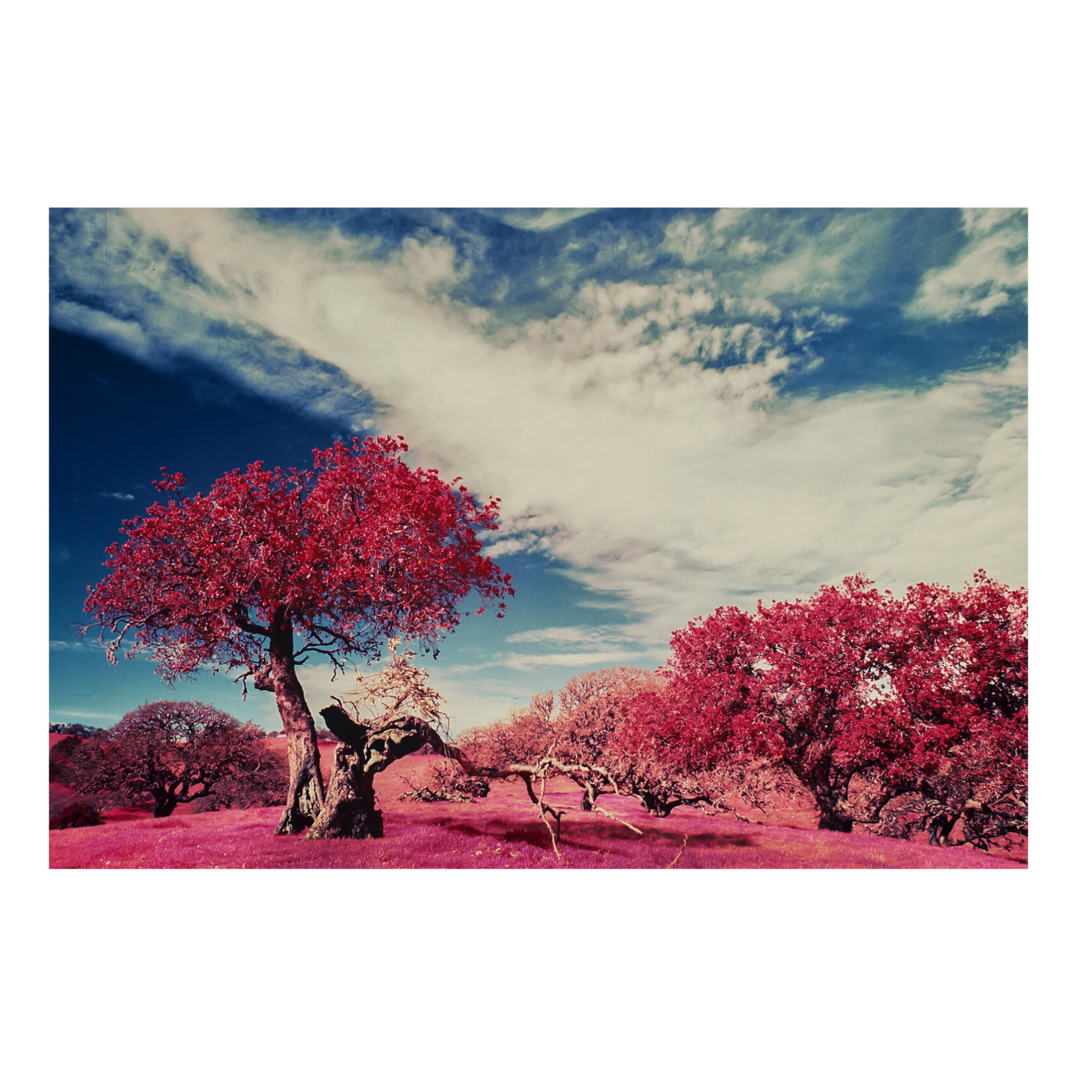 Spring at Dinosaur Point II