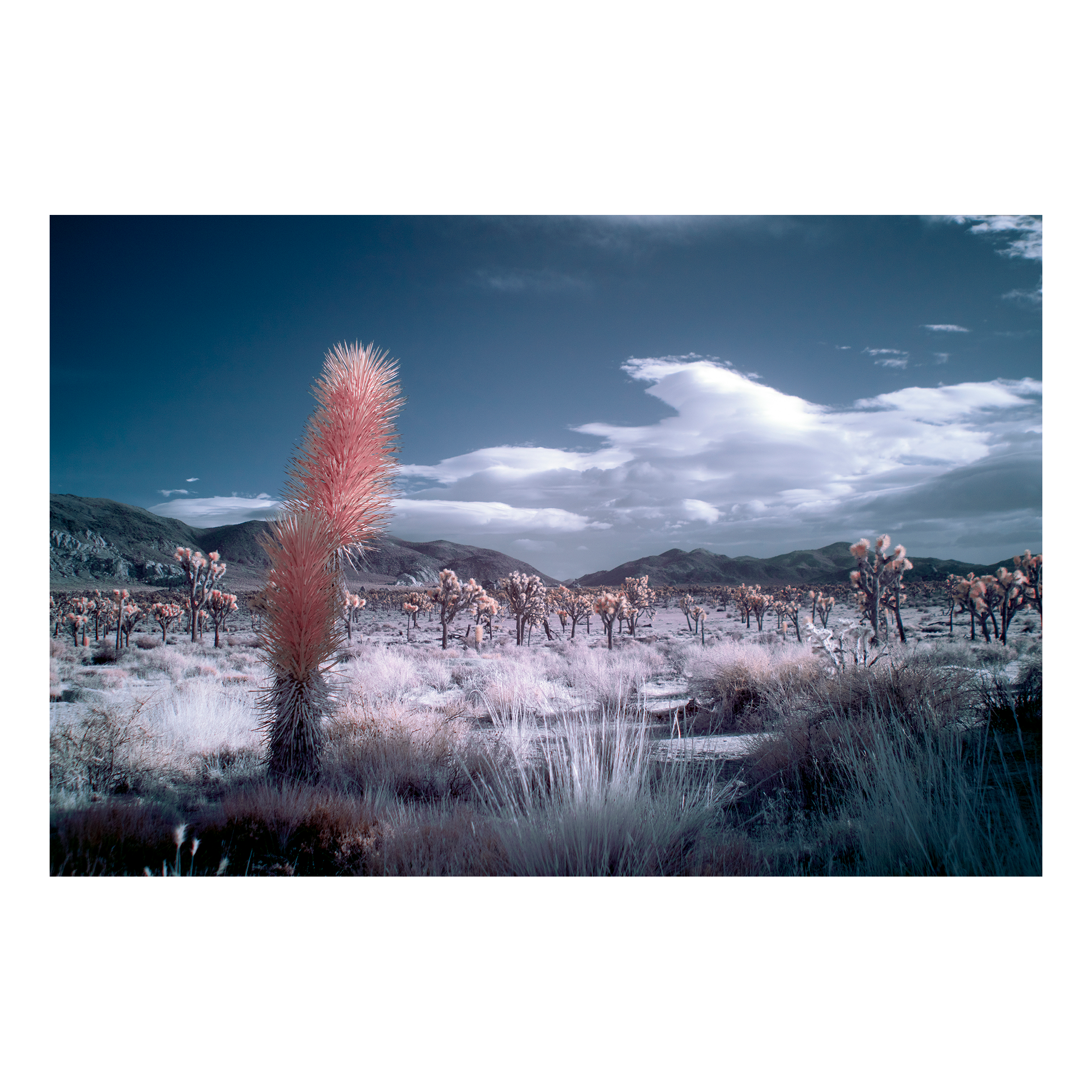January Storm - Joshua Tree II