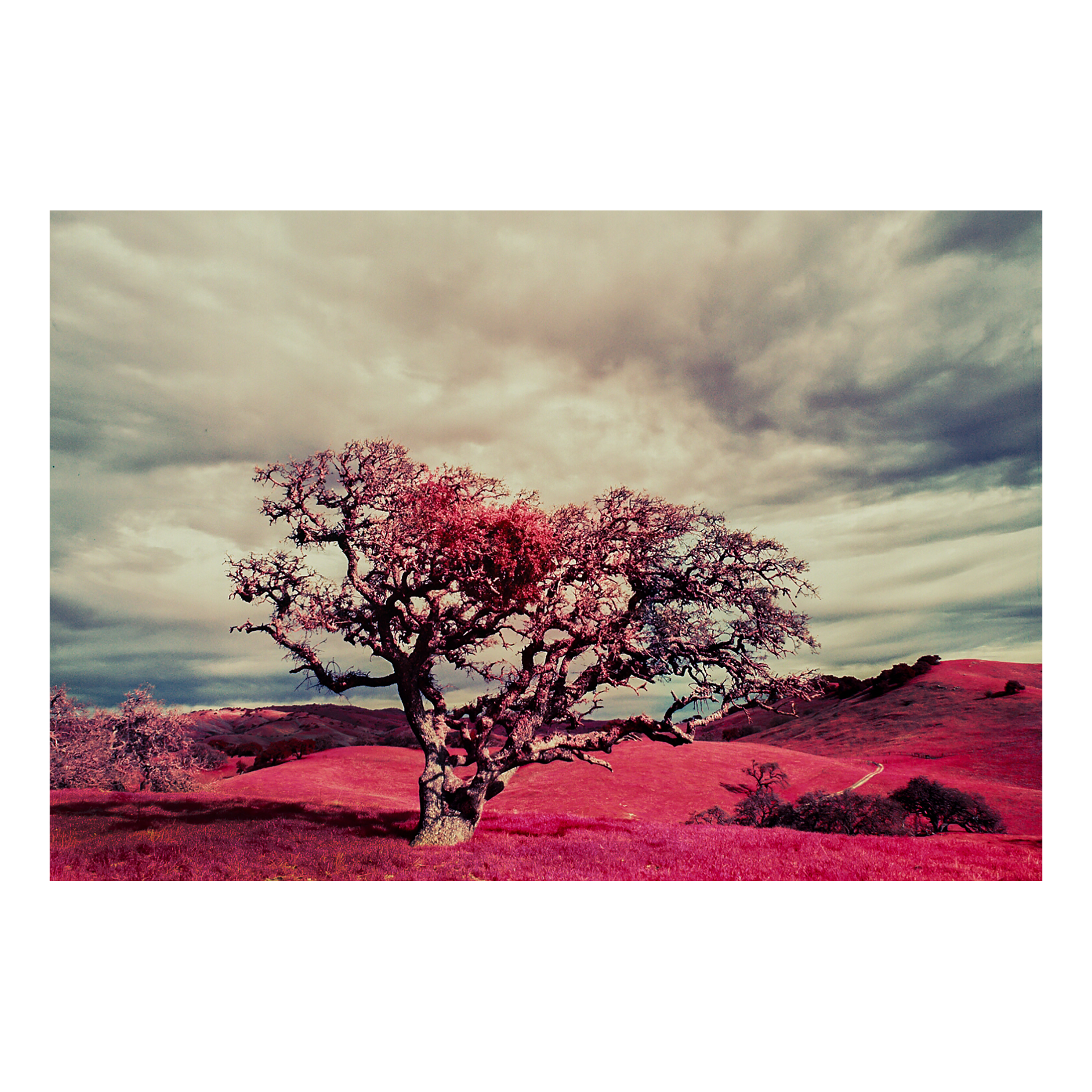 Spring at Dinosaur Point