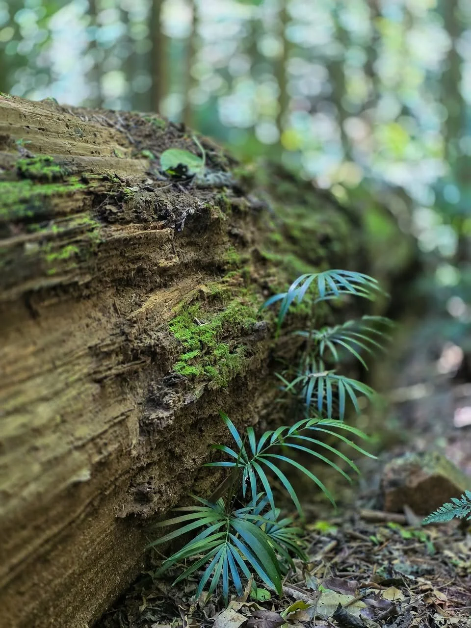 Feeling Burned Out? 5 Science-Backed Ways to Restore Energy and Balance Your Life