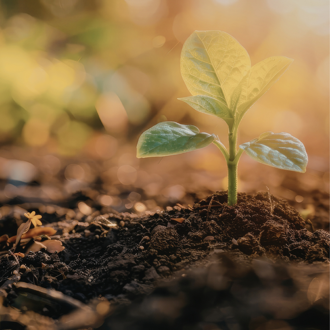 The Grounded Vision: Why Every Woman Needs the Cycle of Earth and Air