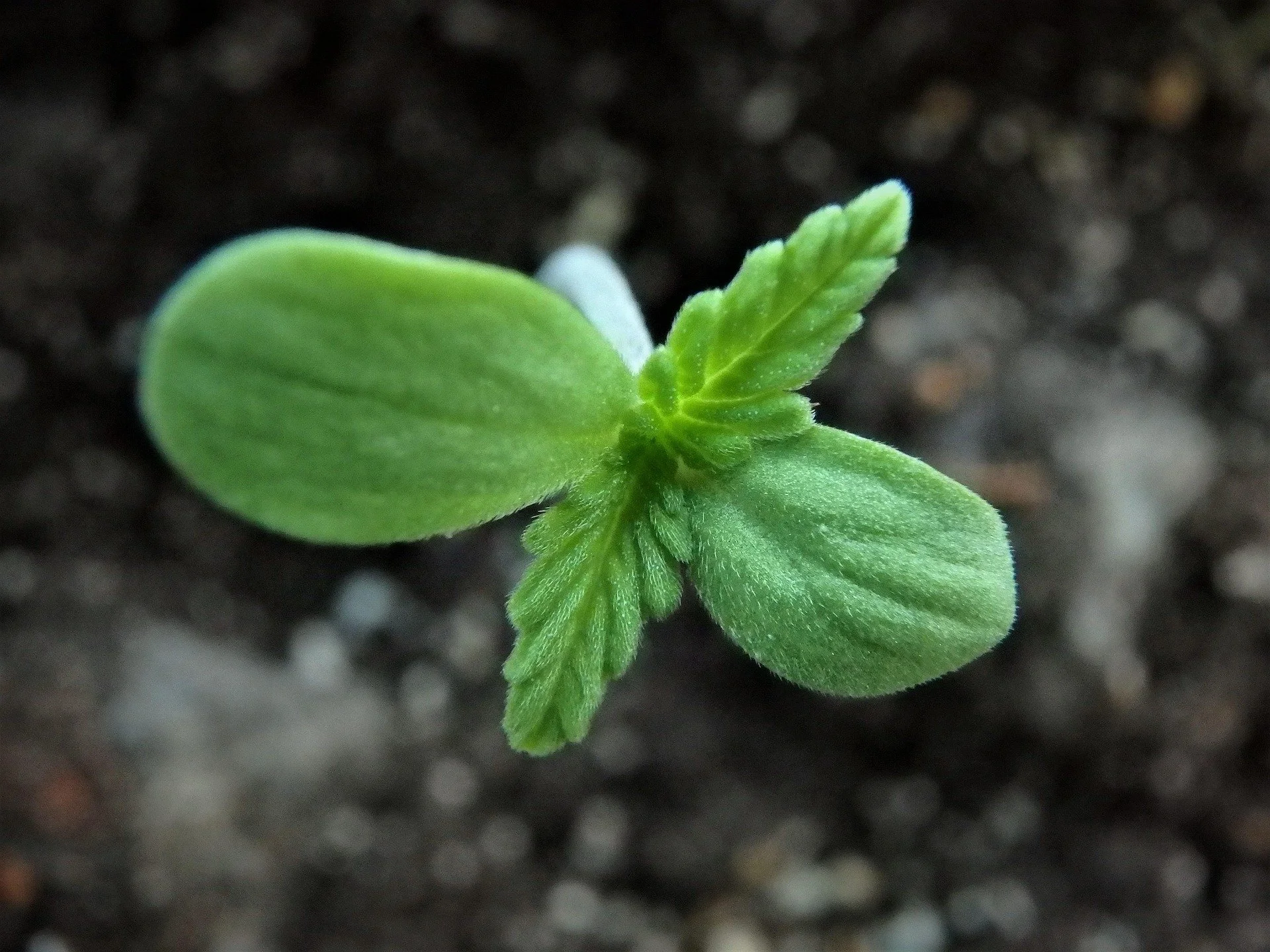 A small green plant emerging from the soil, representing a gentle start to life change and holistic wellness for women.