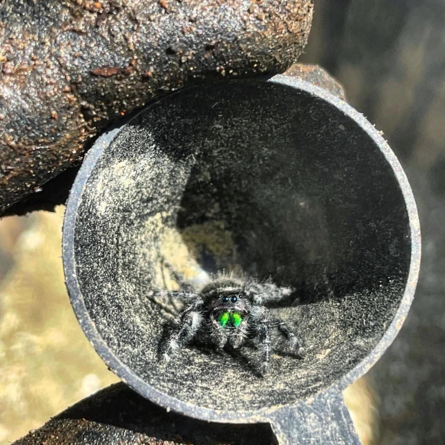 What&rsquo;s in the nursery Wednesday? 🕷️

Today&rsquo;s featured critter is the Bold Jumping Spider (Phidippus audax), one of the largest and most common jumping spiders in the United States, and the official state spider of New Hampshire. These ac