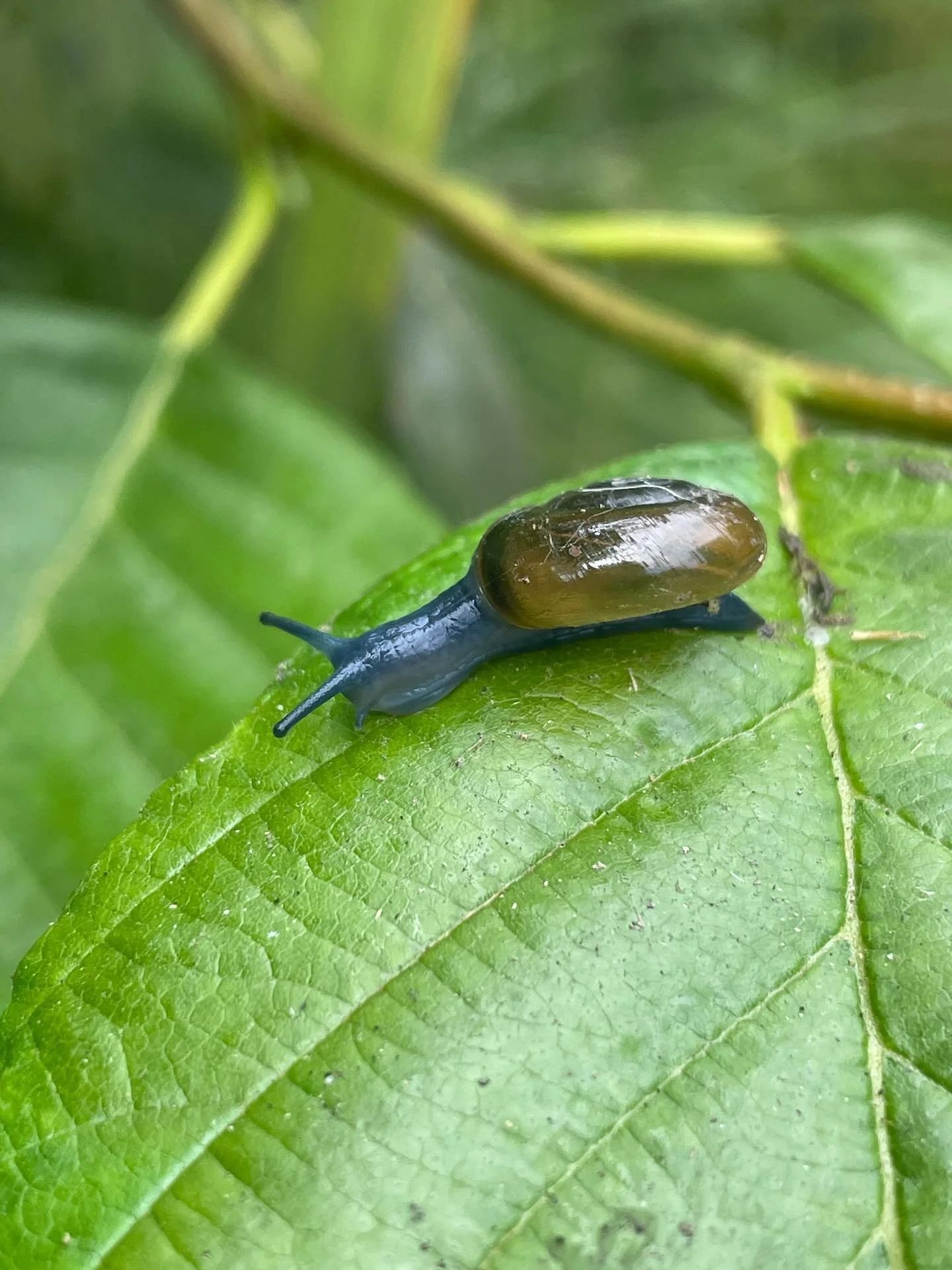 What&rsquo;s in the Nursery Wednesday?
Today&rsquo;s featured friend is a small, slimy critter we often spot around the nursery, the glass snail (Oxychilus draparnaudi). These beautiful snails range in color from pale gray to a rich, bluish hue.
Orig