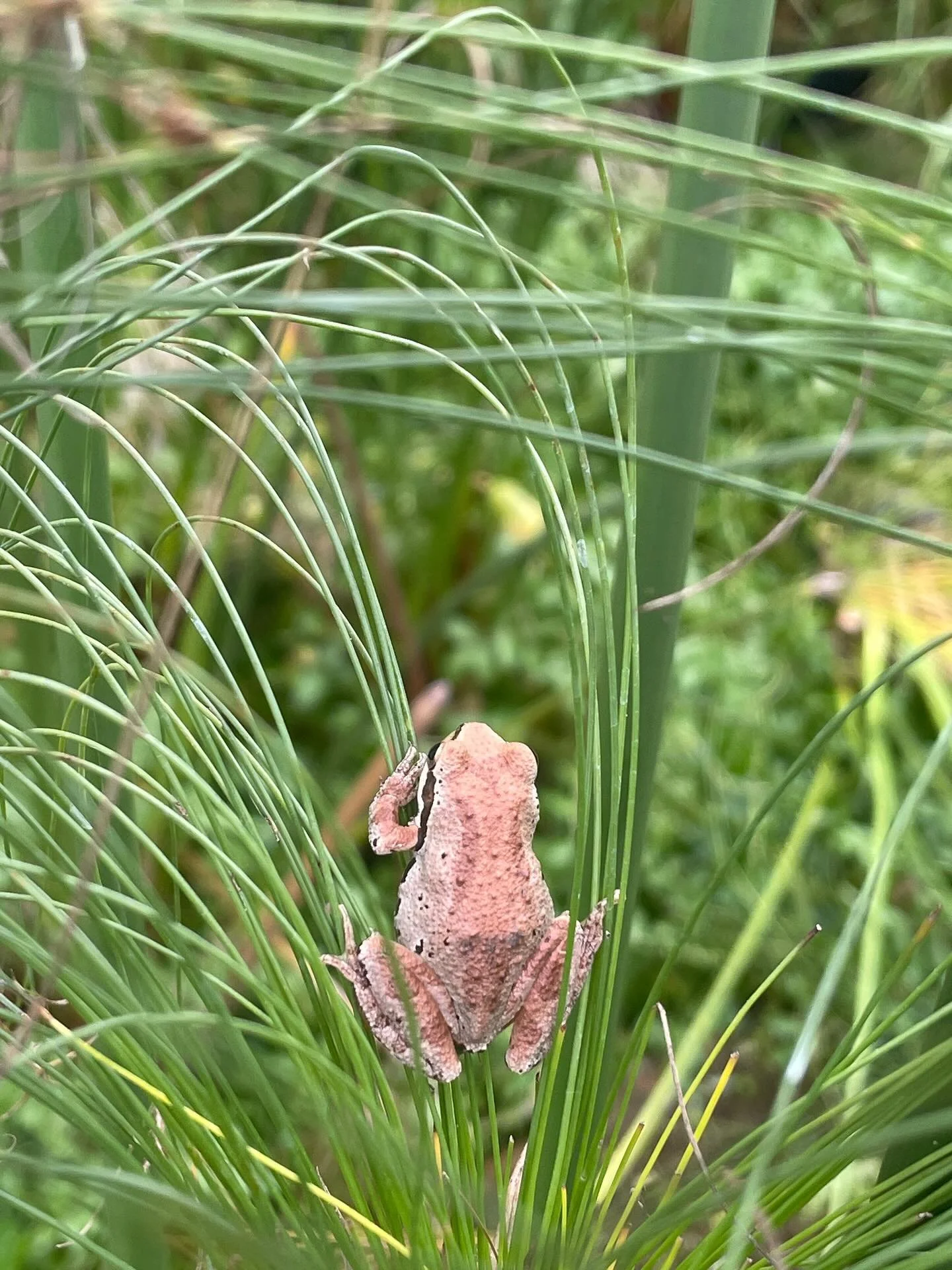 They come in all kinds of patterns and sizes! Happy Frog Friday Everyone!! #frogfriday #frog #pacifictreefrog #pacificchorusfrog #herptology