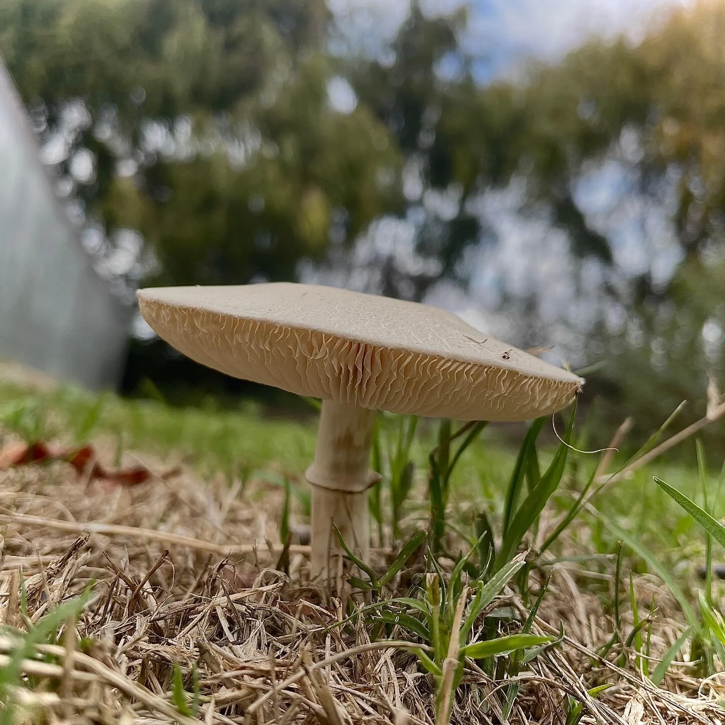 What&rsquo;s in the nursery this Wednesday?
Today&rsquo;s species highlight features something a little different, The White Dapperling (Leucoagaricus leucothites), a fascinating mushroom native to the Northern Hemisphere. This species typically appe