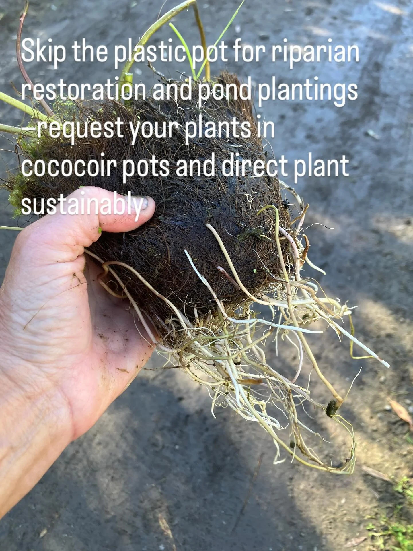 Request your plants in biodegradable coco coir pots&mdash;no plastic trash, can be directly planted in the substrate and will biodegrade within months as the plant roots out. #sustainableplanting #cococoir #waterplants #canative #californianative #ri