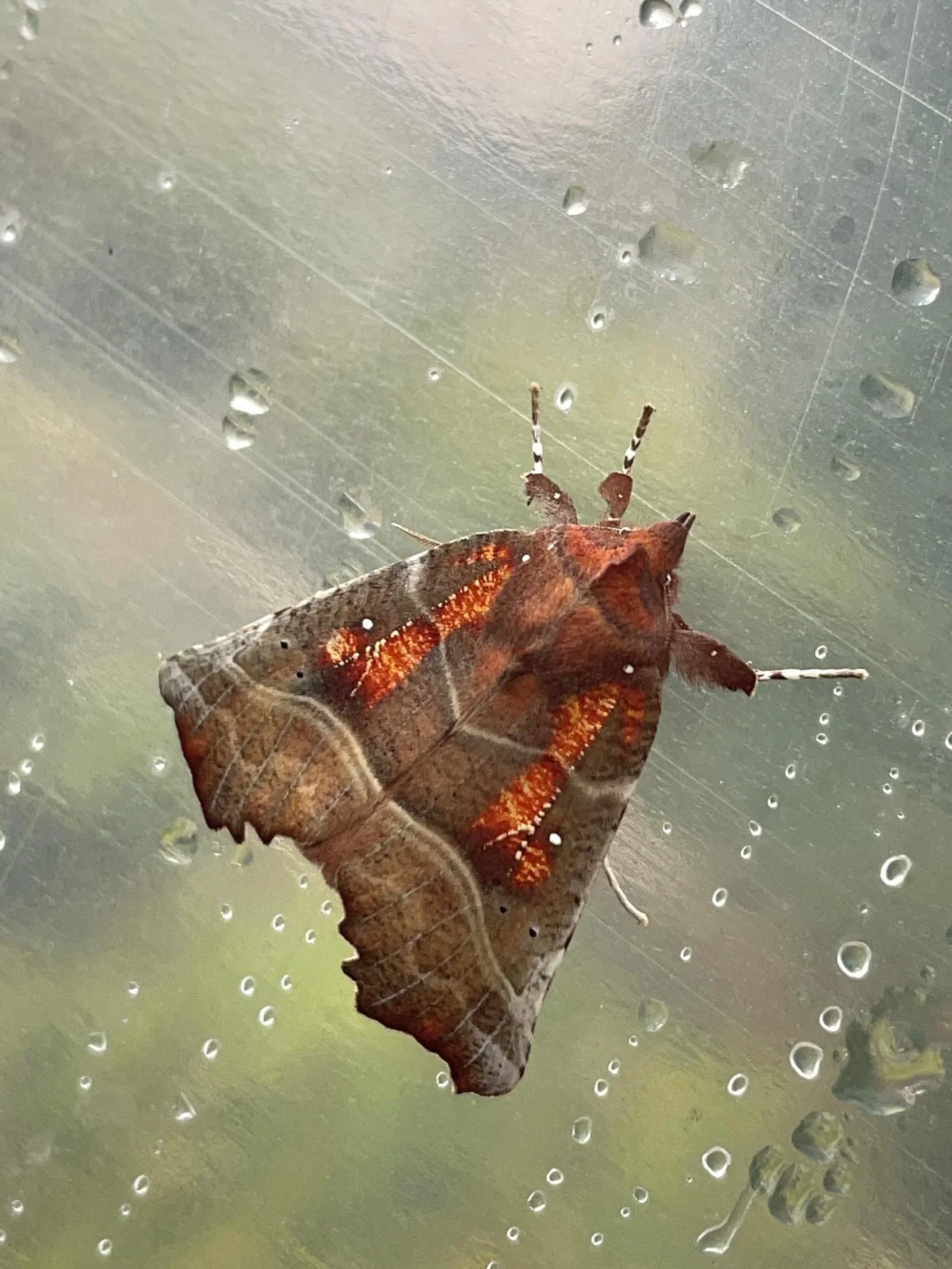 What&rsquo;s in the Nursery Wednesday?
Is that a dried leaf? 🍂 Nope! It&rsquo;s the Herald Moth (Scoliopteryx libatrix)

Found wherever willows, aspen, or poplar grow, these little moths span several continents, including Europe, Asia, and North Ame