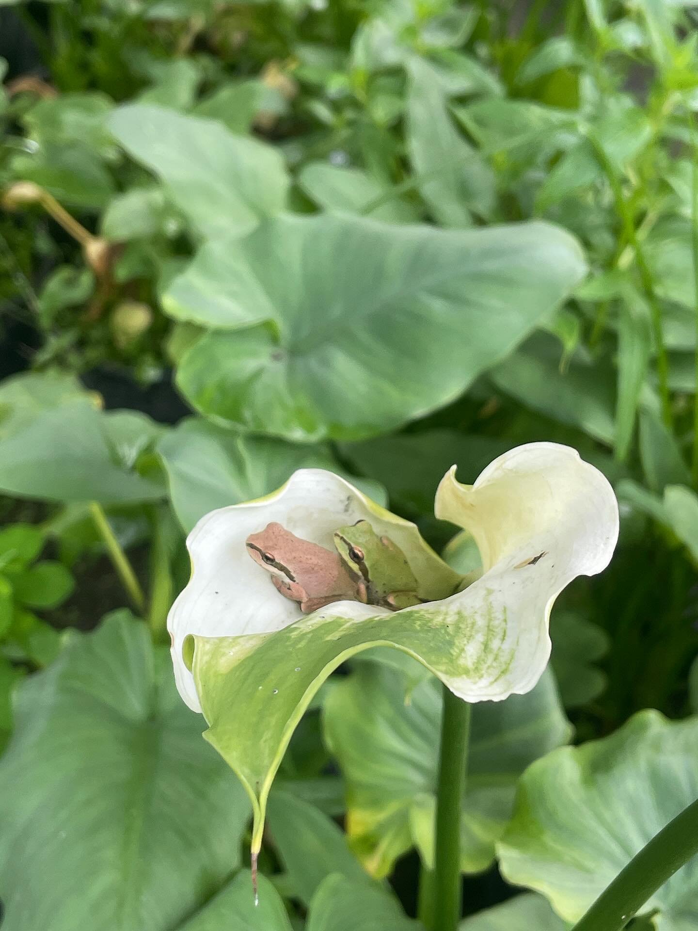 Happy Frog Friday!! We hope you&rsquo;re as snuggled up for the rain as these two! 💕 

#frogfriday #frog  #pacifictreefrog #callalily #greengoddesscallalilies