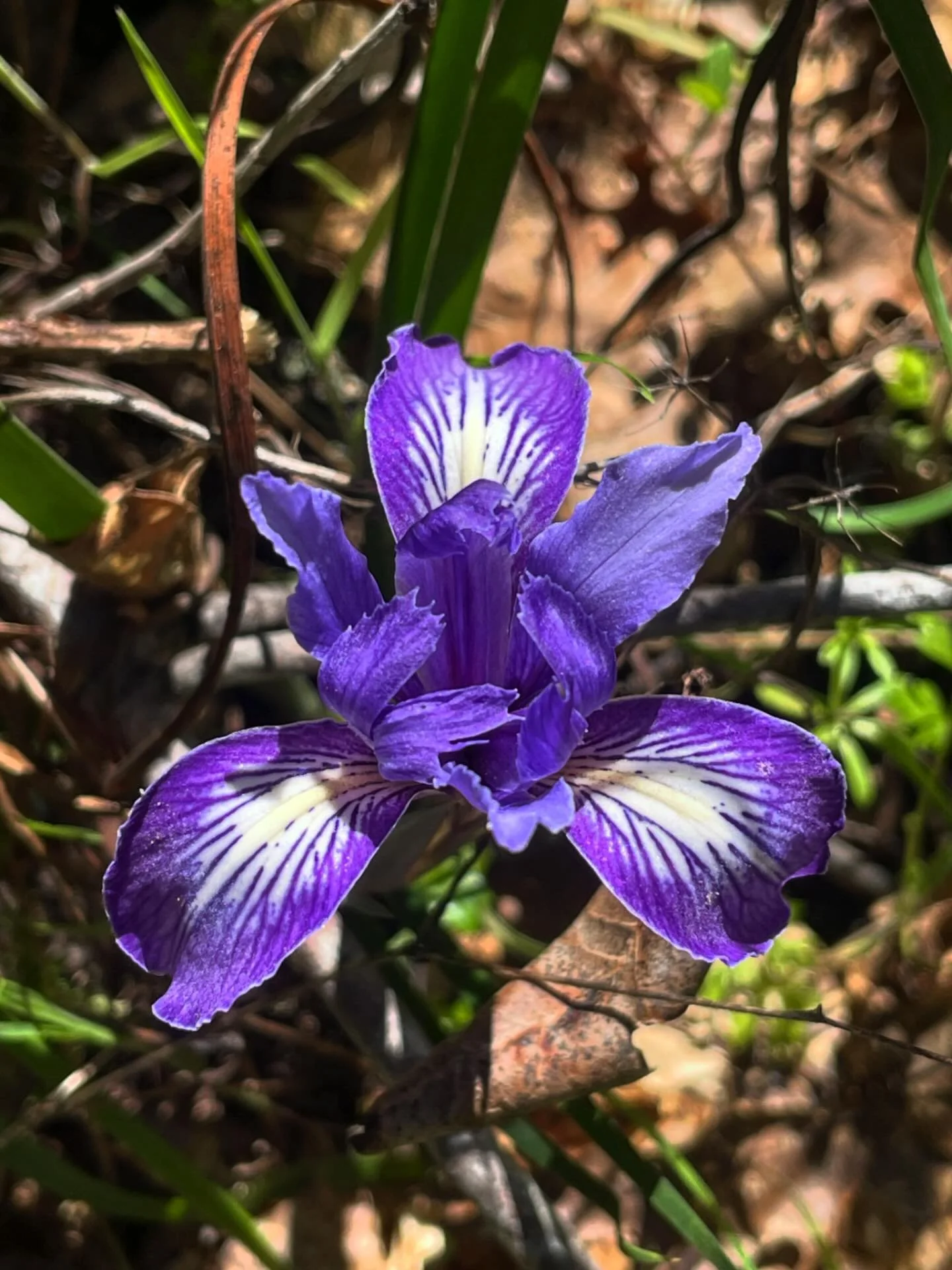 Cooler days are here, but bright blooms are just around the corner! Get your early spring flowers in the ground now for a yard full of color come spring. #cnps #douglasiris #Californianative #irisflower #californianativeplantsociety