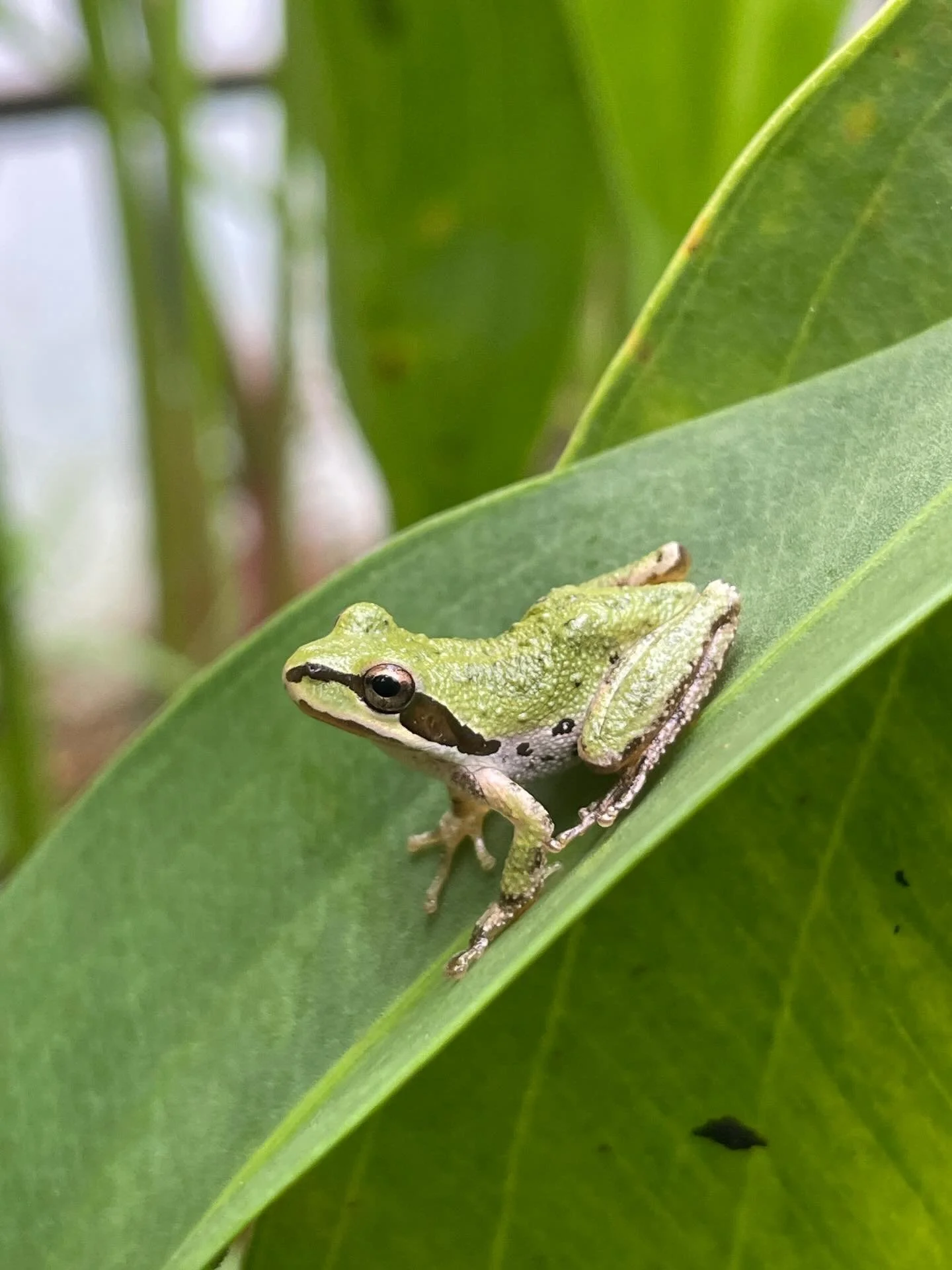 We&rsquo;re not frogetting this week!! Happy Frog Friday Everyone! Pictured: Pacific tree frog
#pacifictreefrog #frogfriday #frog #californianative