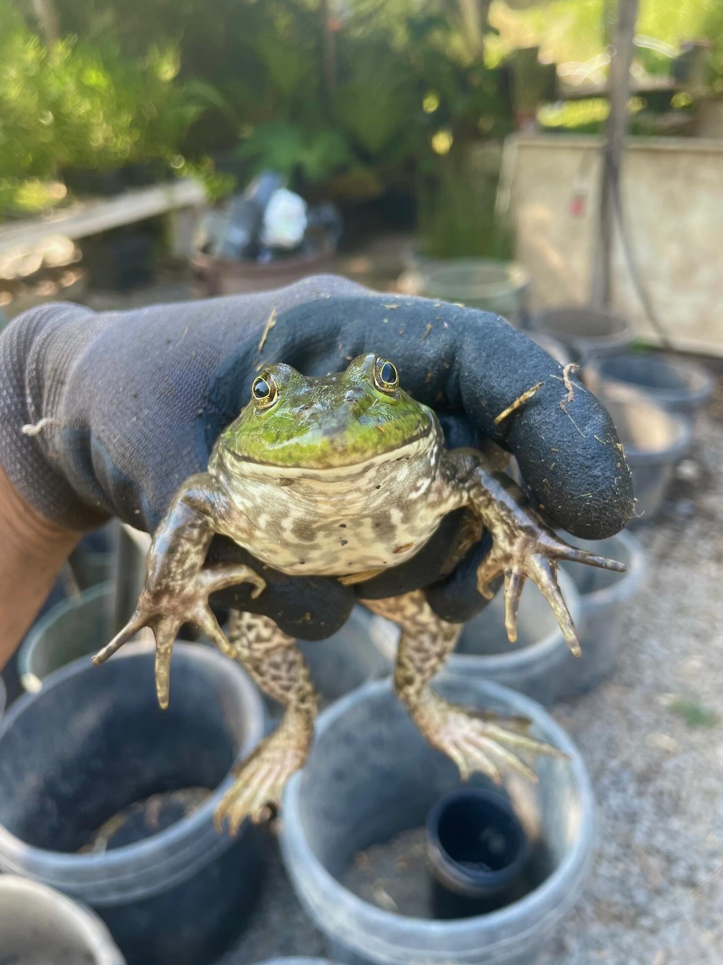 You know what day it is! FROG FRIDAY! 

The American Bullfrog is one of the most recognizable frog species in the US. Brought into California in the late 19th and early 20th centuries, bullfrogs were initially imported as a food source for the large 