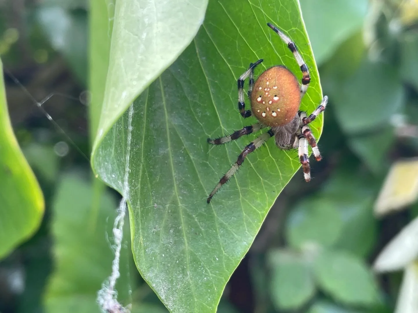 What&rsquo;s in the Nursery Wednesday?

Today we have the stunning shamrock orb-weaver! (Araneus trifolium) These beauties range from browns, oranges, yellows and every shade inbetween. Stealing the show with their large abdominal size and distinct d