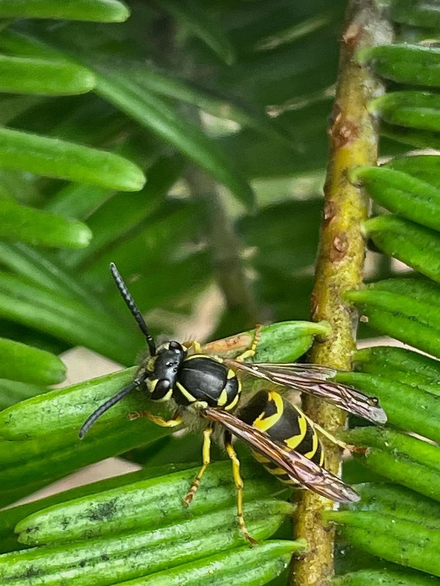 What&rsquo;s in the Nursery Wednesday?🐝

You know &lsquo;em and probably despise them&hellip;Today&rsquo;s guest is the Western Yellow Jacket. (Vespula pensylvanica)

They can be troublesome in the warmer months when their populations explode, but w