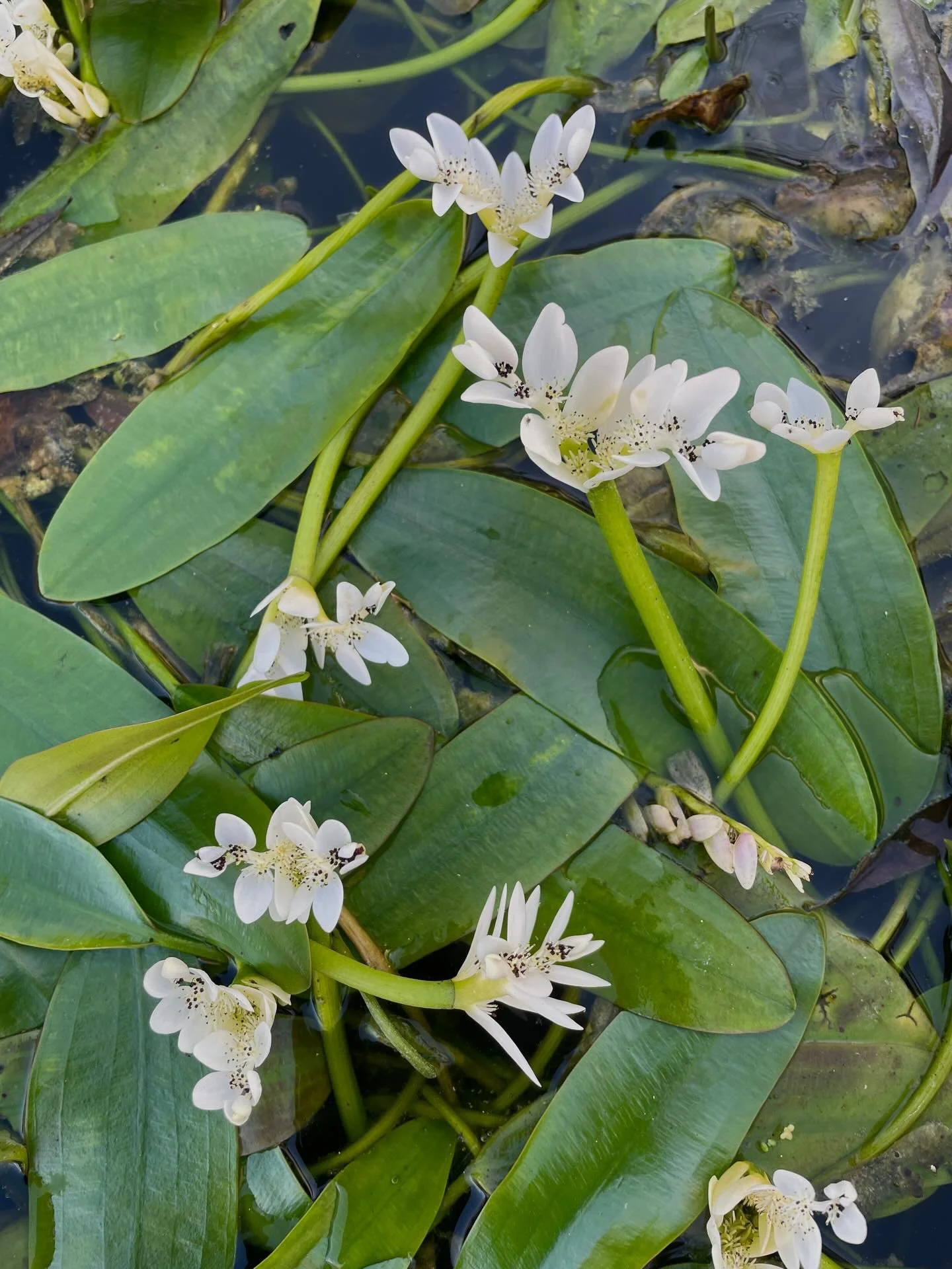 We may not have snow, but we have something just a pretty! Say happy spring to the ever elegant Water Hawthorn! 🤍 #waterhawthorn #watergarden #aquascapes
