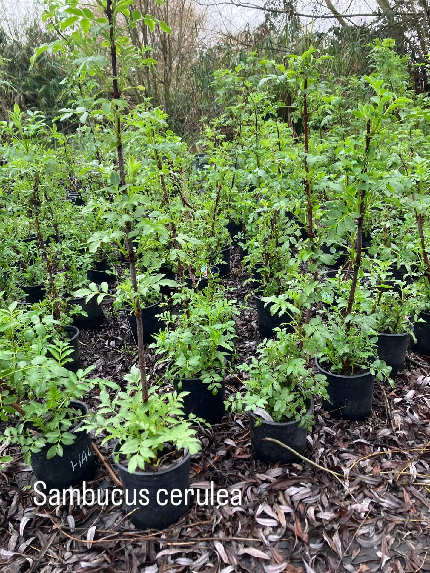 Sambucus mexicana/cerulea, also called Blue or Mexican Elderberry. Attractive, hardy, and easy to grow, the Blue Elderberry is also an important food source for California wildlife. In spring, large clusters of cream-colored flowers attract butterfli