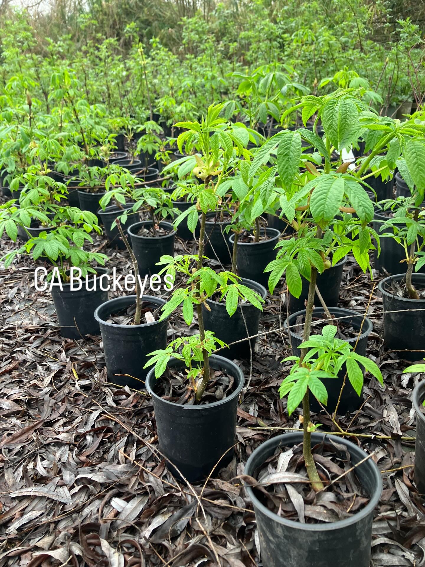 Aesculus californica, the California Buckeye, flowers in the spring with showy white flower spikes. Squirrels enjoy the seeds and the flowers support multiple pollinators. We find it tucked in among the other trees and shrubs above our rivers and str
