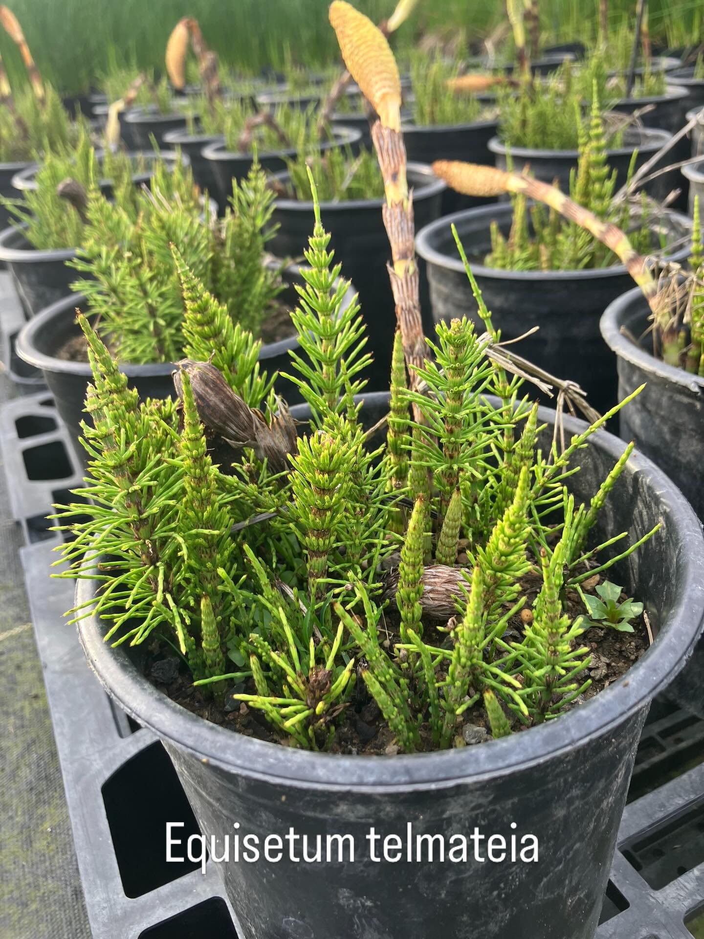 This Great Northern Horsetail, Equisetum telmateia, was collected in Sonoma County. These are the fertile stems coming up in spring with the first sterile stems peeking up from the soil. The plant is prehistoric&mdash;the surviving member of a prehis
