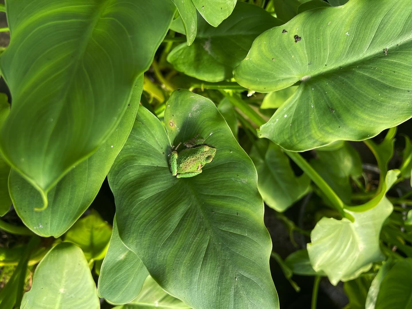 &ldquo;Everything the light touches is our kingdom.&rdquo; - Pacific chorus frog (probably)

Happy Frog Friday everyone! We hope you&rsquo;re loving the frog photos as much as the frogs are loving these Calla lily leaves!! 

#callalily #pacificchorus