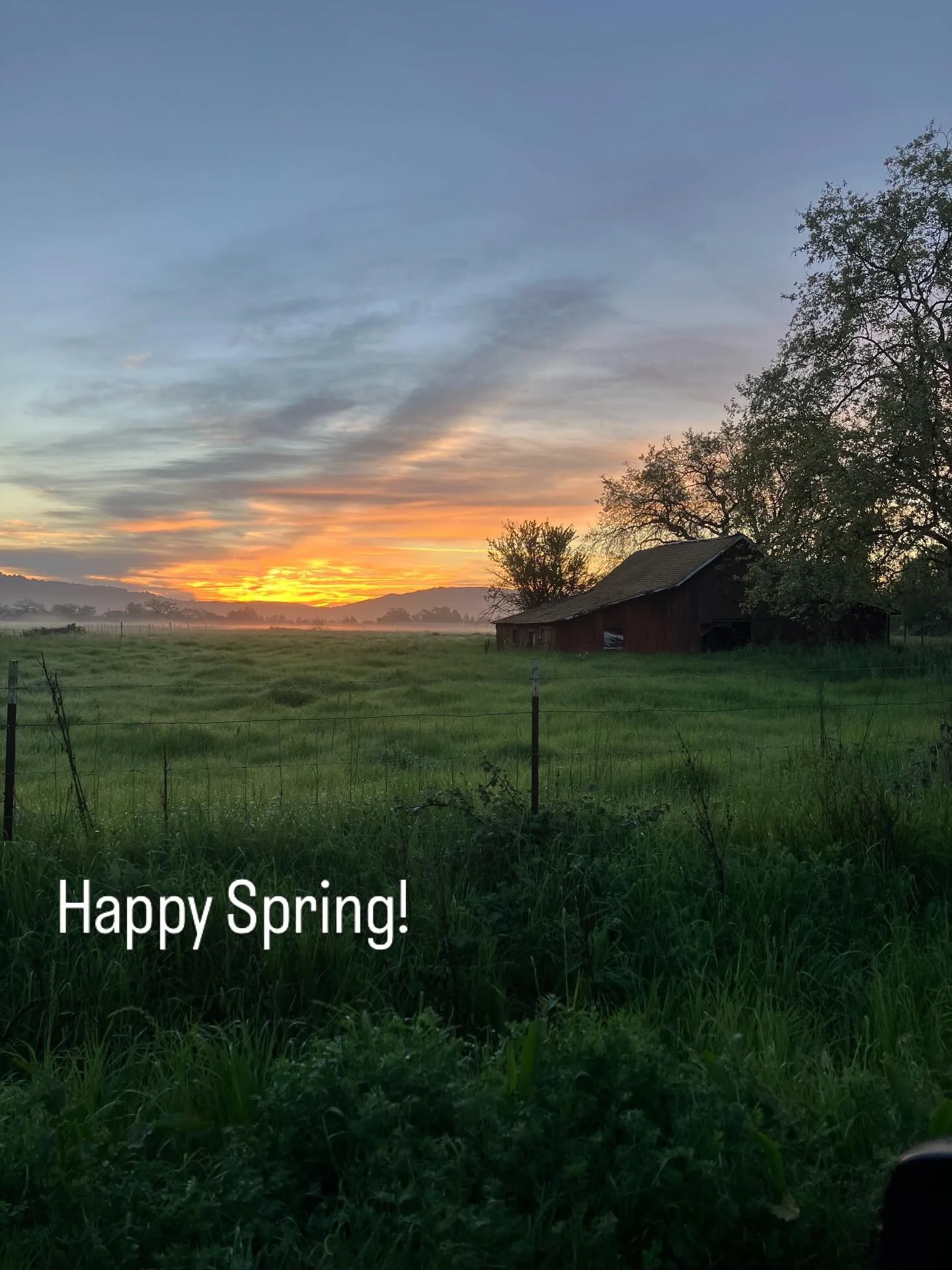 Spring rises at the nursery #springhassprung #sunrise #sonomacounty #plants