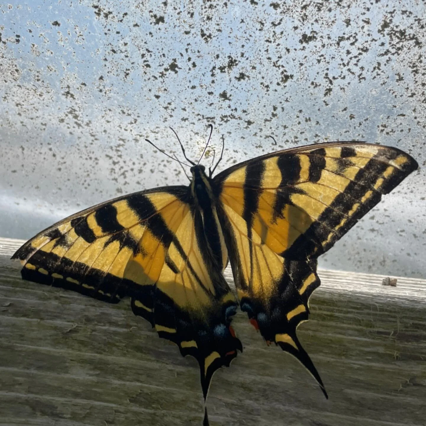 What&rsquo;s in the Nursery Wednesday? 🐛🦋

It&rsquo;s Wednesday again! With the warmer weather and butterflies fluttering about, we&rsquo;re spotlighting a true showstopper: the Western Tiger Swallowtail.

You&rsquo;ve probably seen this beauty bef