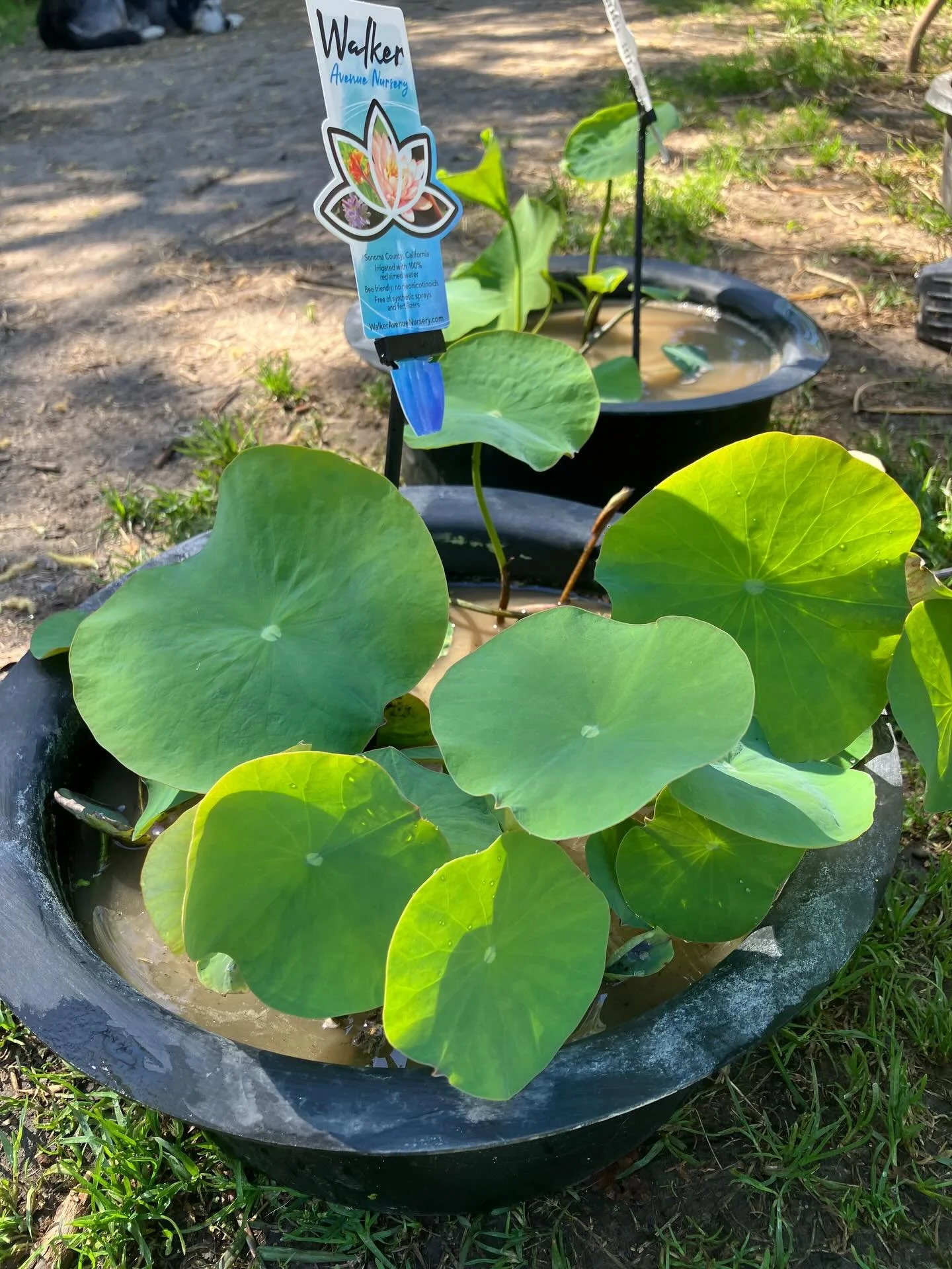 Fist lotus of the season. These ones were sprouted from seed.  #nelumbo #lotus #pond #watergarden #plants
