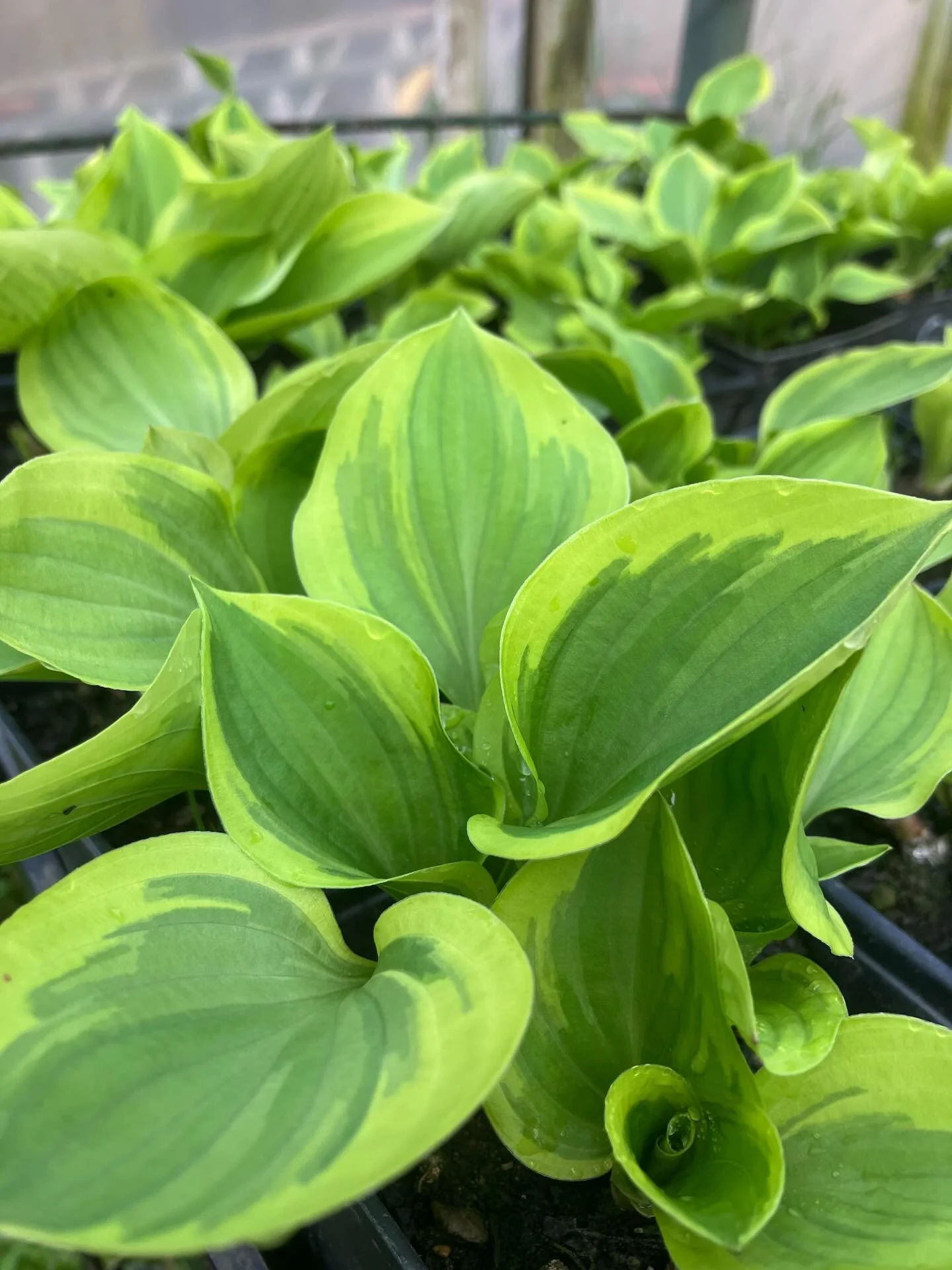 Enjoy a tour of some of the plants at the nursery! Happy Tuesday!