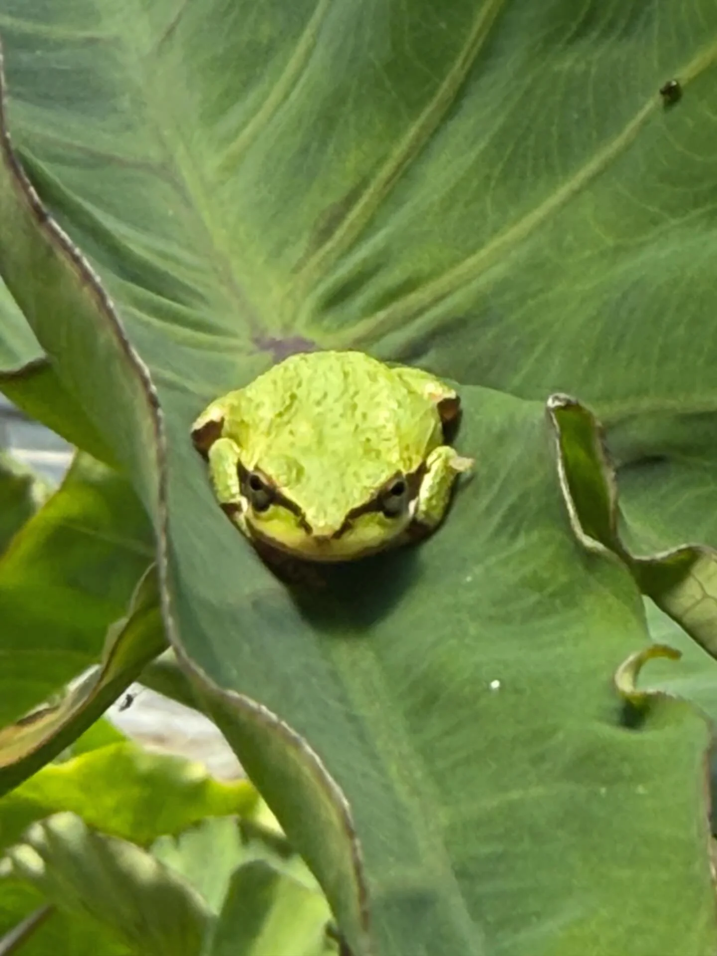Friday has us ready to hop on out of here for the weekend! Hope everyone is enjoying this fabulous frog Friday! #frogfriday #pacifictreefrog #weekendvibes #canative