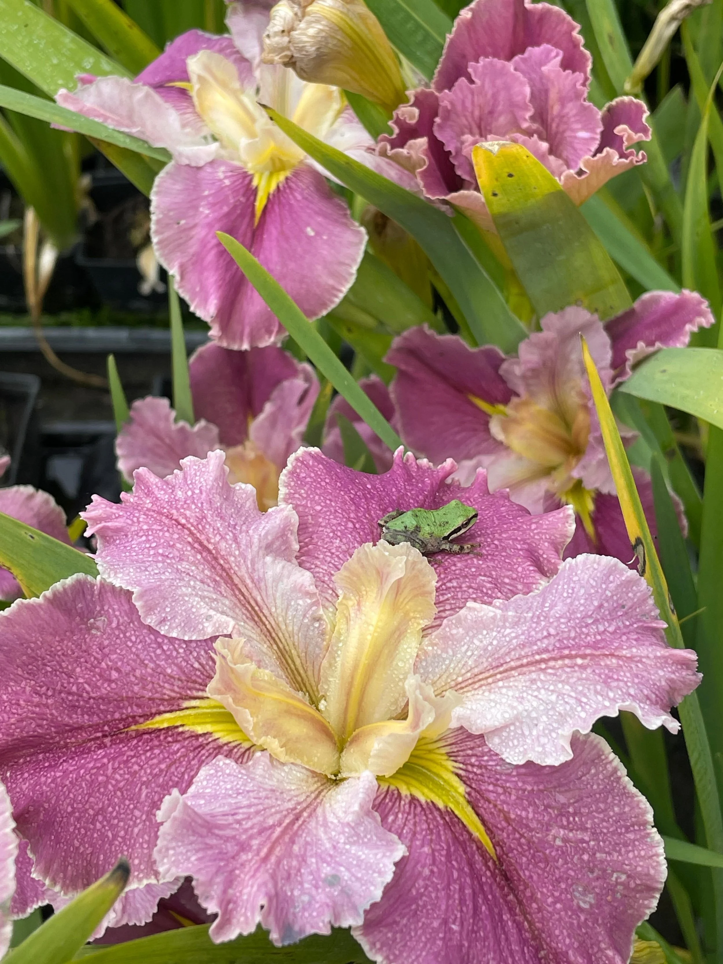Spring has sprung! The irises are decorating the nursery in a rainbow of color, the frogs seem to be enjoying the blooms too! #happyfrogfriday #frogfriday #pacificchorusfrog #iris #sitiniris
