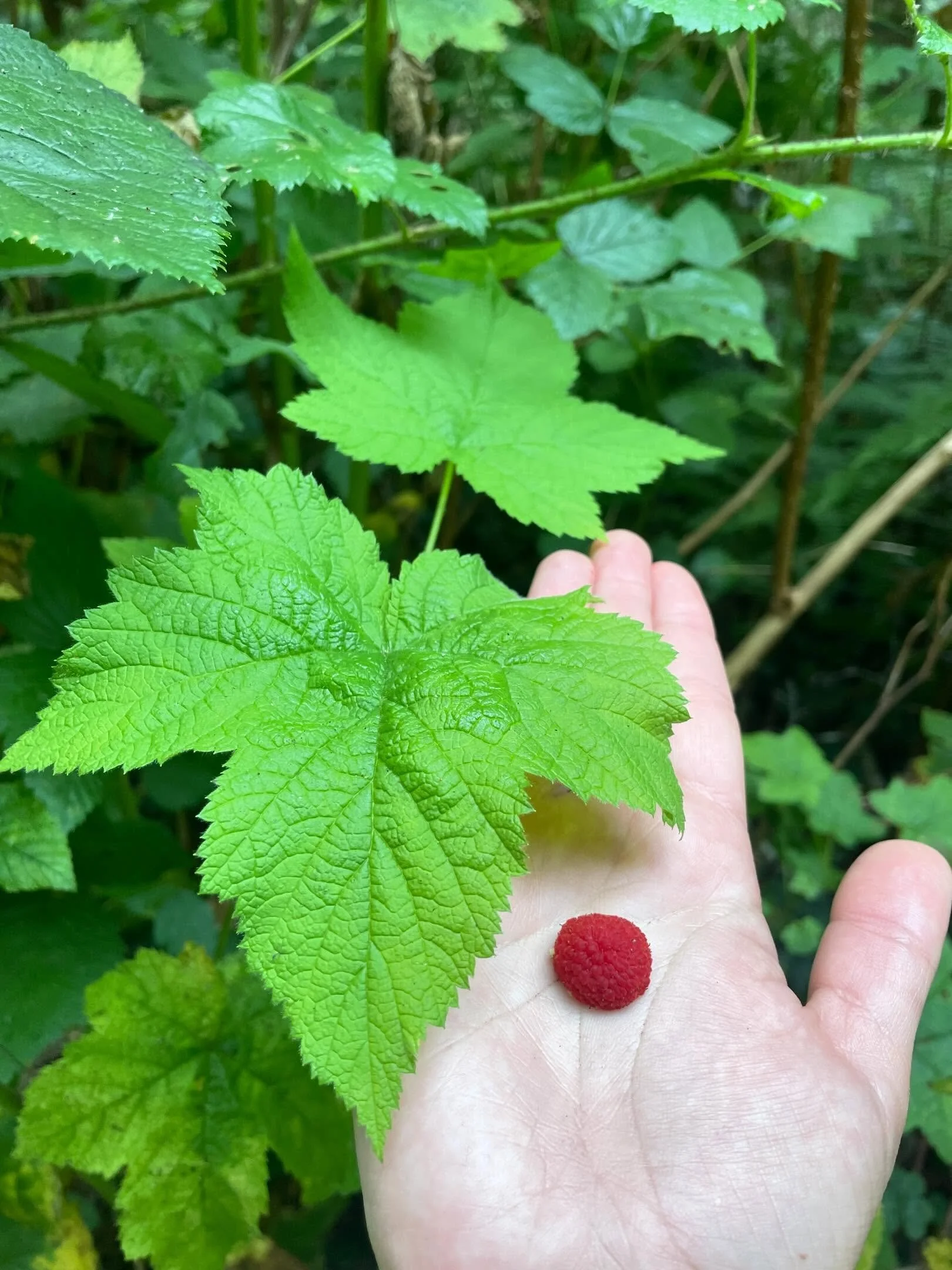 The tangy, bright red berries and paper-mache like blooms decorating the garden are the CA native thimbleberry. Which is absolutely stealing the show this season! Already sending up buds in preparation for a sweet summer harvest, these woodland beaut