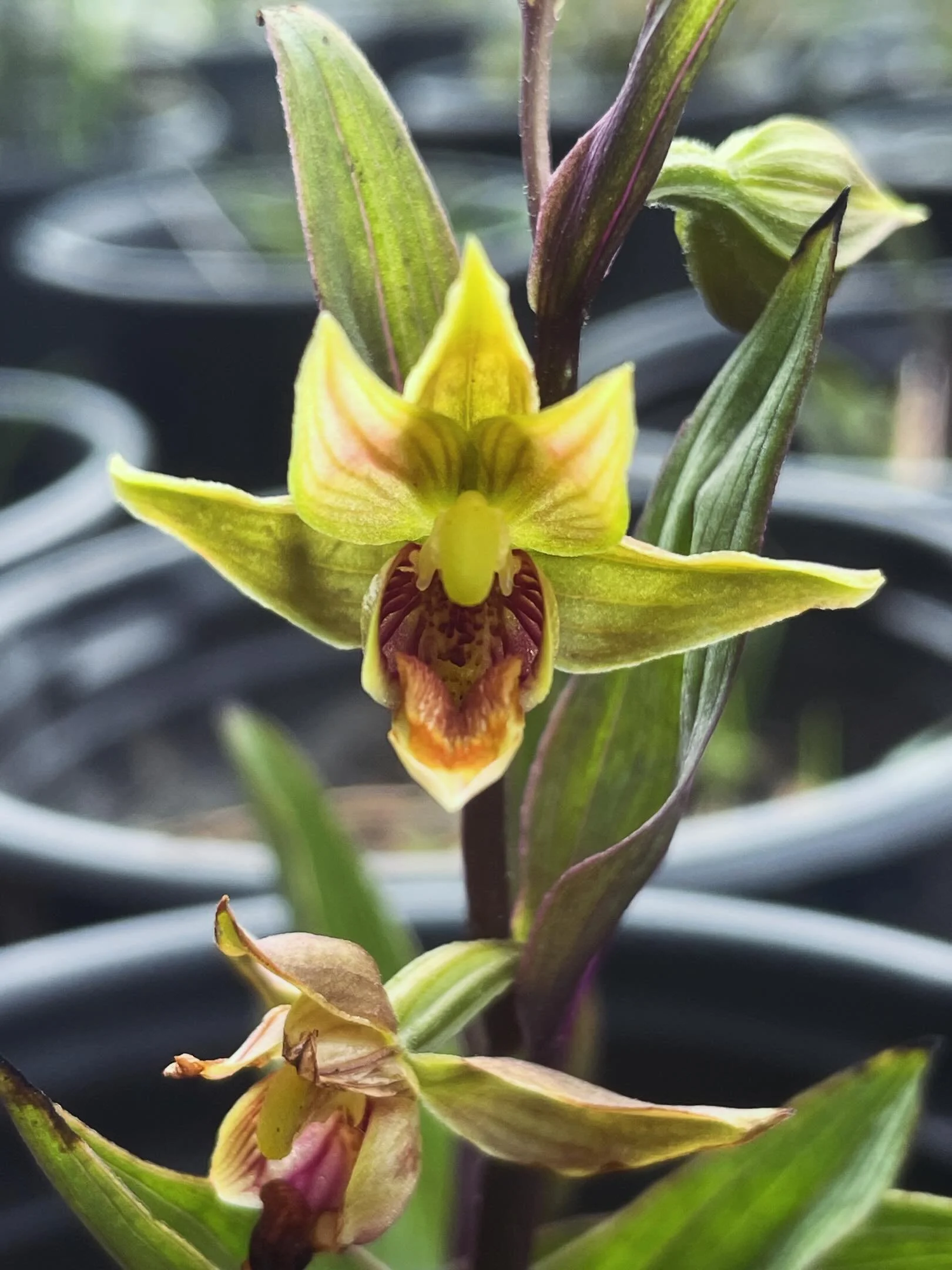 Did you know that California is home to more than 30 native orchid species? Many of these fascinating orchids are ground-dwelling plants specially adapted to thrive in moist habitats like bogs, streambanks, and creekbeds.
At Walker Avenue, we&rsquo;r