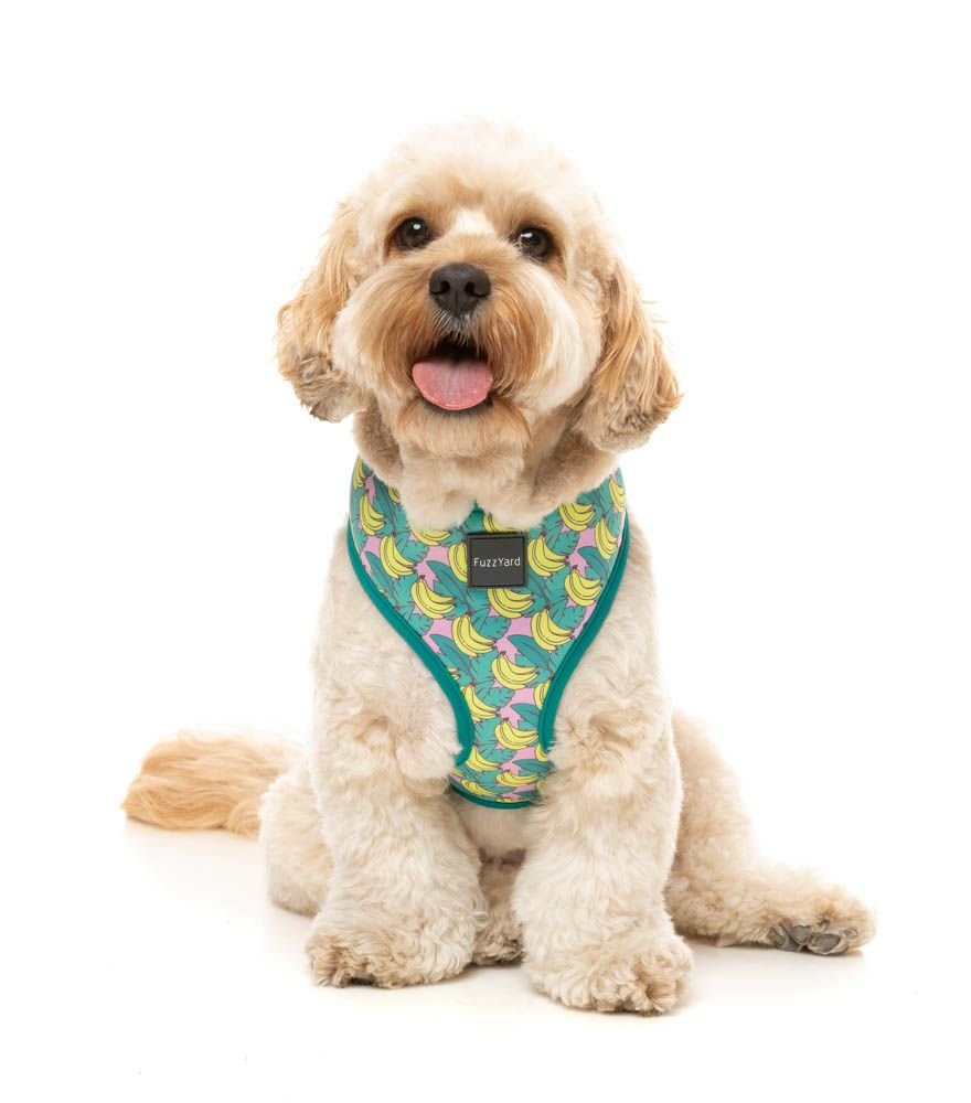 fzh882-6_harness_bananarama_dog01.jpeg