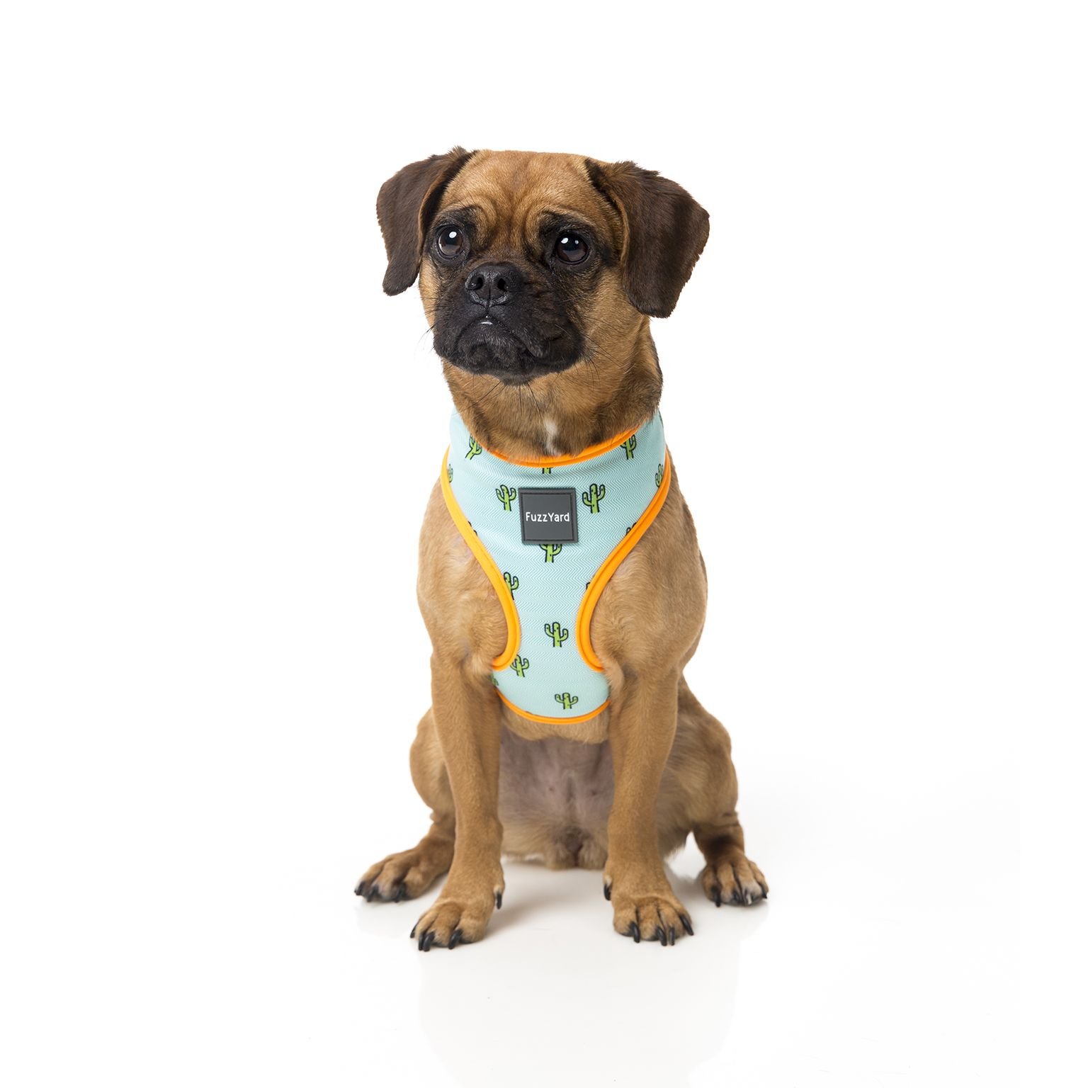 fuzzyard-harness-tucson-dog-3.jpeg