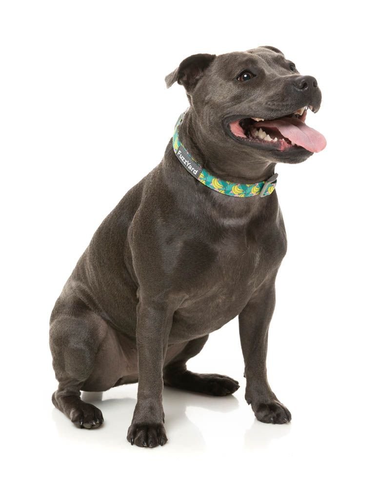 fzcl818-20_collar_bananarama_dog03.jpeg