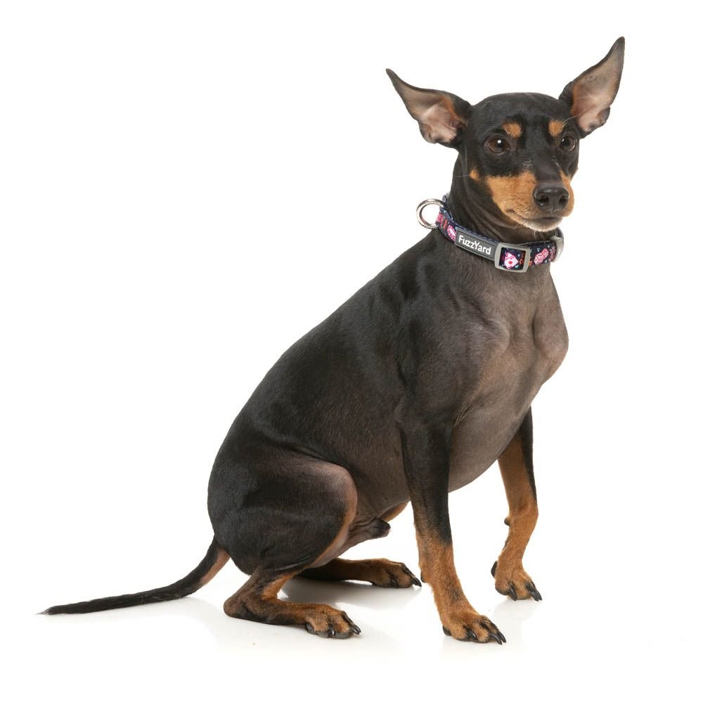fzcl793-5_collar_jackpup_dog01.jpeg