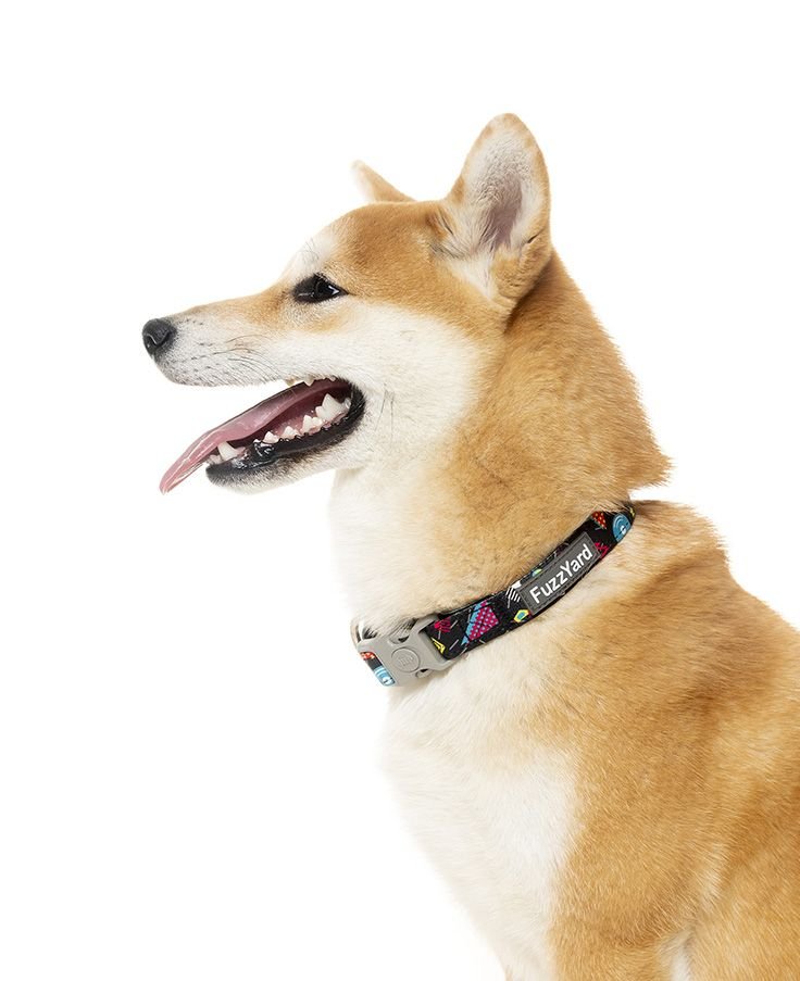 fzcl94-6_collar_neo_belair_dog_5.jpeg