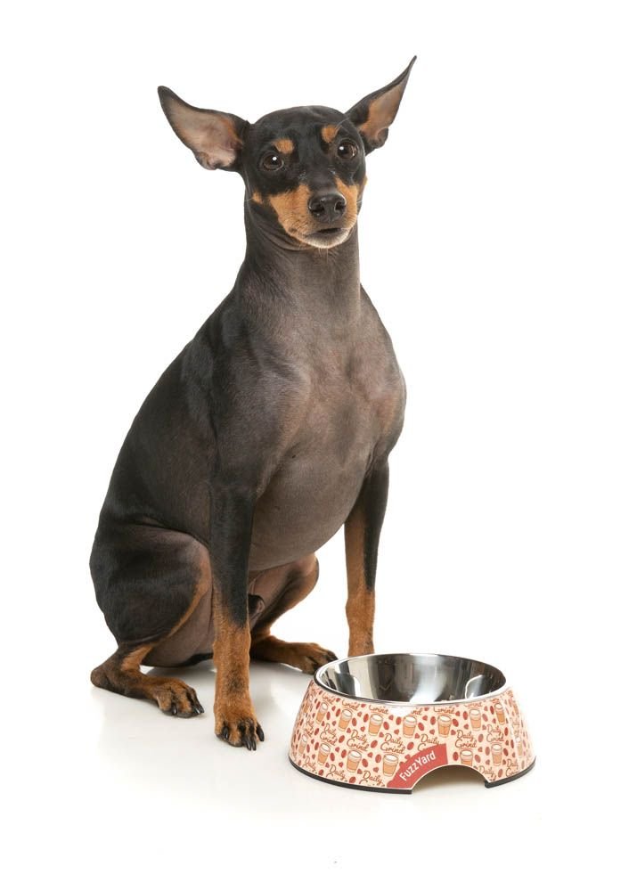 fzf73-5_bowl_dailygrind_dog01.jpeg