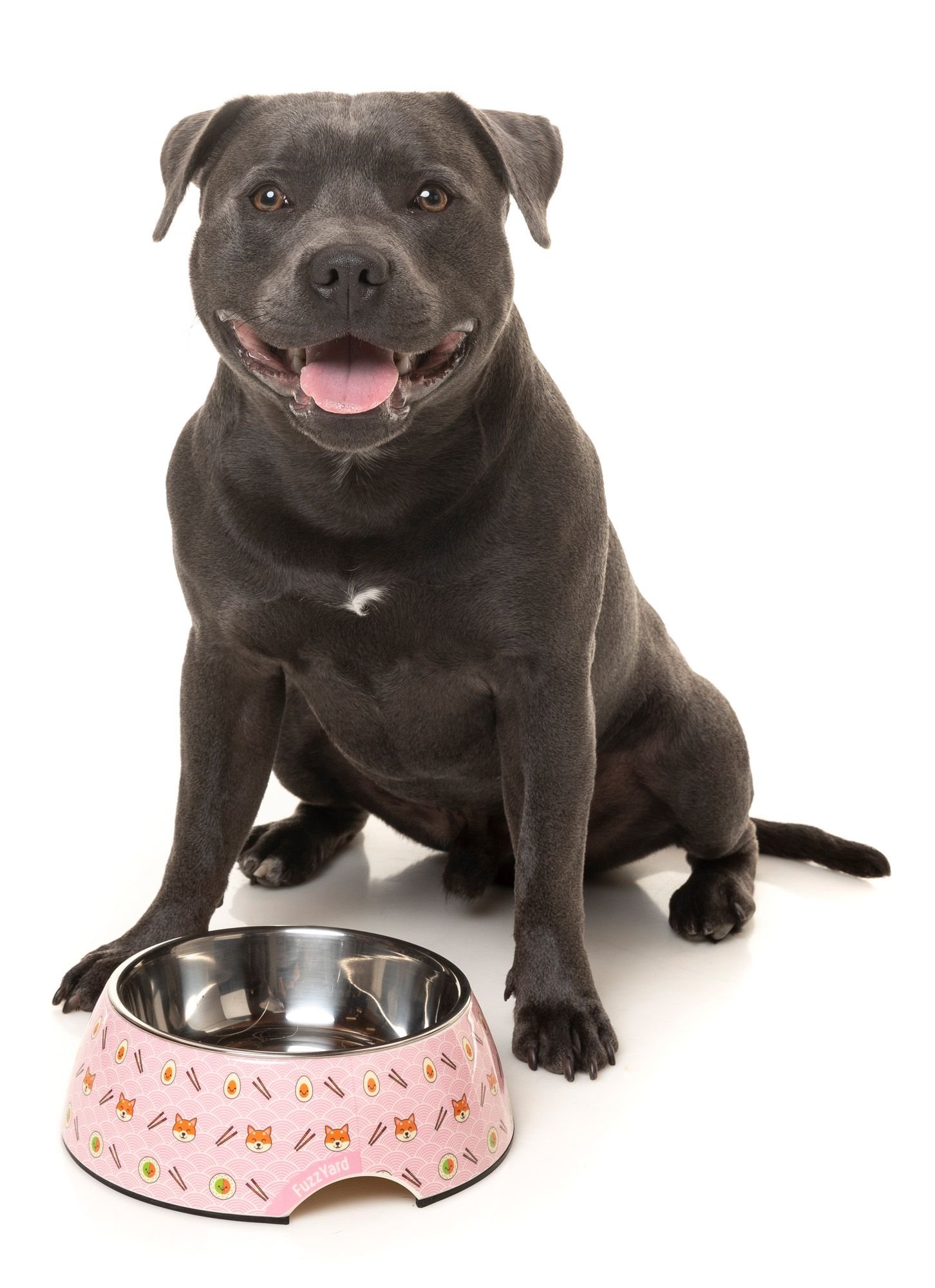 fzf25-7_easyfeeder_sushiba_dog_4.jpeg