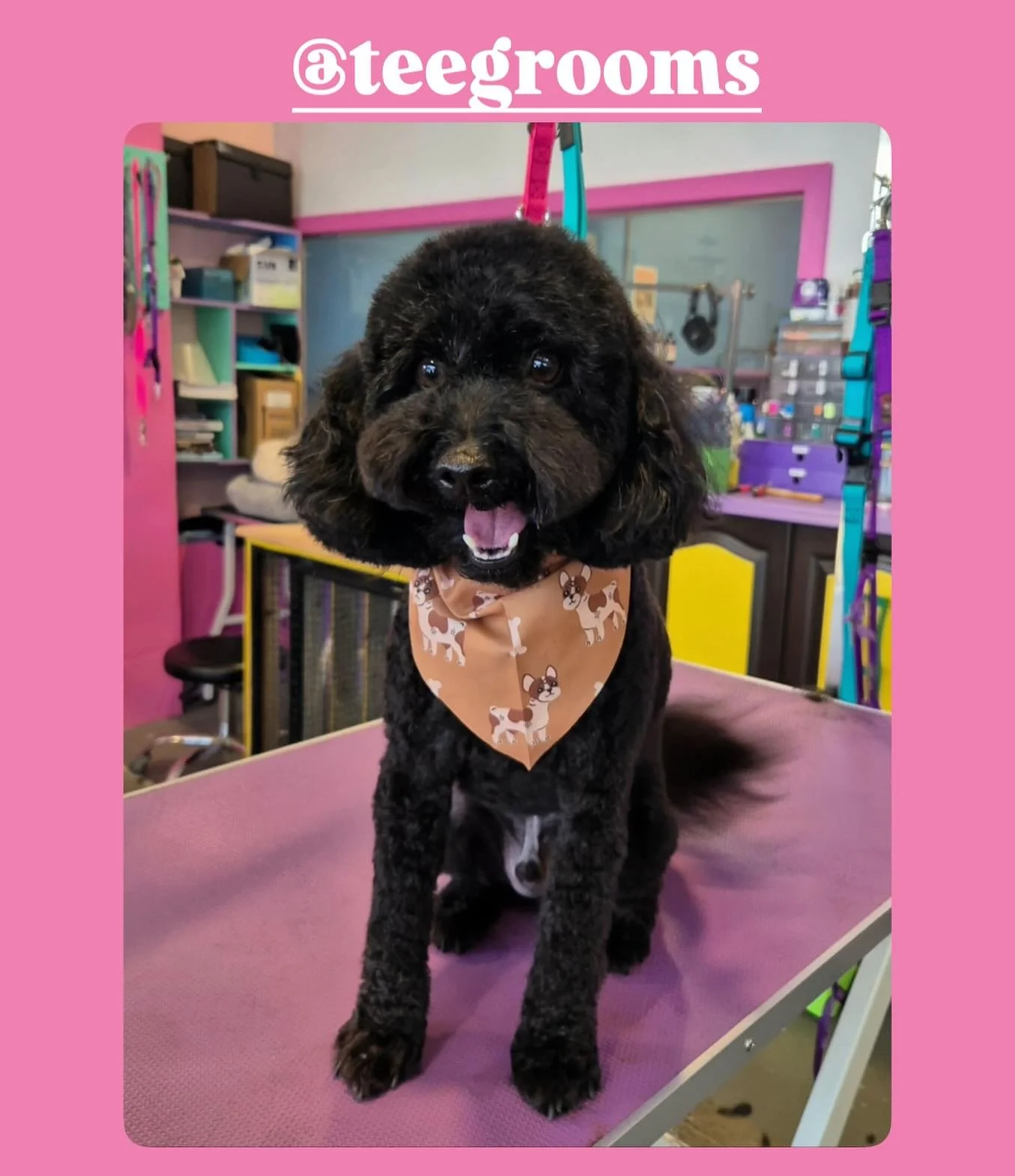 Leo couldn’t contain his excitement to be done with his groom 😂
🩷Groom by Teresa 🩷
@teegrooms 
-
#doggroomingaustralia #melbournedoggrooming #melbournedogs #essendongrooming #essendondogs #essendondoggrooming #dogsofinstagram #dogs #dogstagr