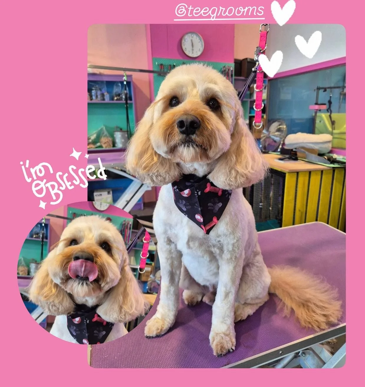 Toby is the sweetest man who just wants to give everyone kisses. 
🩷Groom by Teresa 🩷
@teegrooms 
-
#doggroomingaustralia #melbournedoggrooming #melbournedogs #essendongrooming #essendondogs #essendondoggrooming #dogsofinstagram #dogs #dogstagram #d