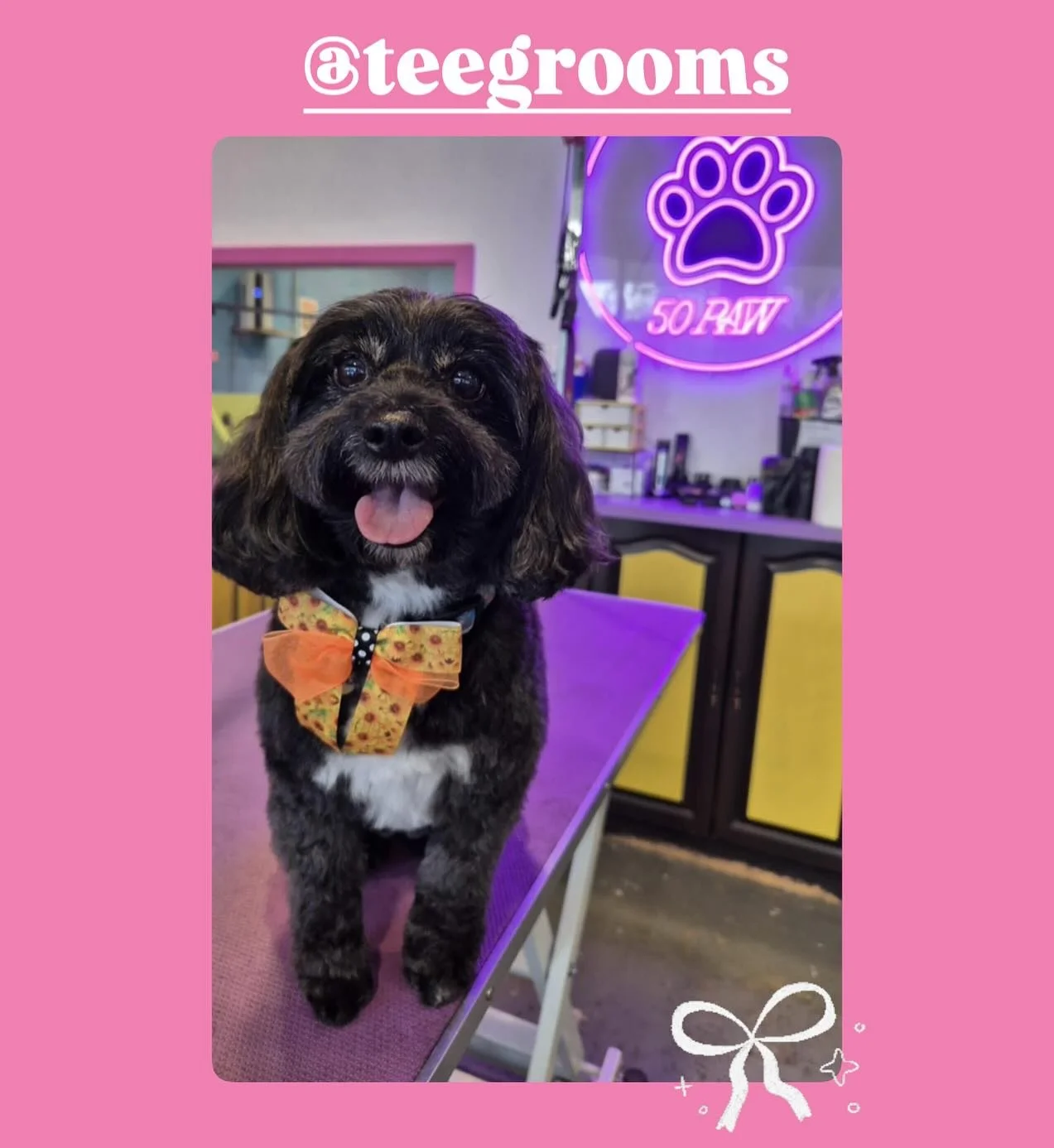 Marli
🩷Groom by Teresa 🩷
@teegrooms 
-
#doggroomingaustralia #melbournedoggrooming #melbournedogs #essendongrooming #essendondogs #essendondoggrooming #dogsofinstagram #dogs #dogstagram #dogsofinsta #groom #doggrooming #doggroomersofinstagram #dogg