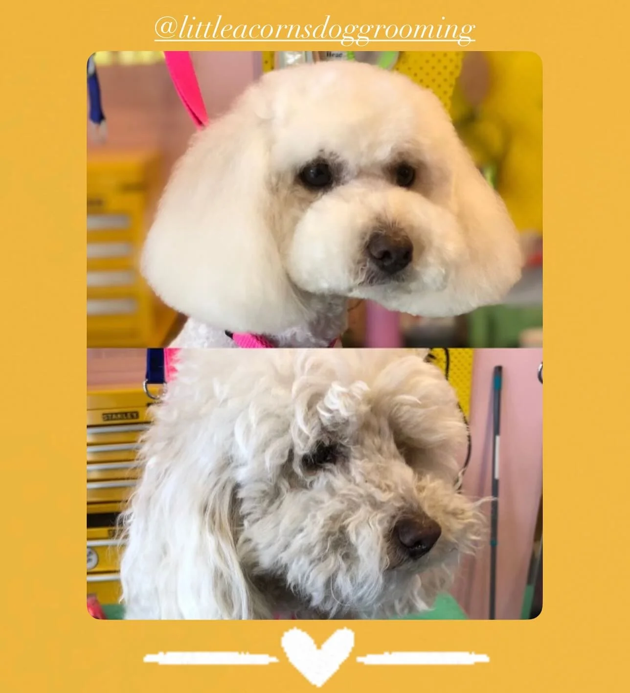 You sure that’s the same dog? 😂😅
💛Groom by Annie @littleacornsdoggrooming 💛
#doggroomingaustralia #melbournedoggrooming #melbournedogs #essendongrooming #essendondogs #essendondoggrooming #dogsofinstagram #dogs #dogstagram #dogsofinsta #gr